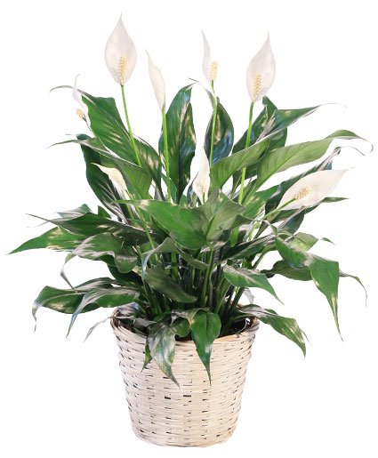Blooming Peace Lily