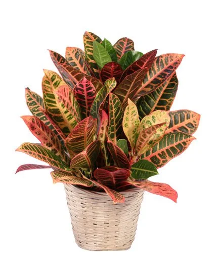 Small Croton