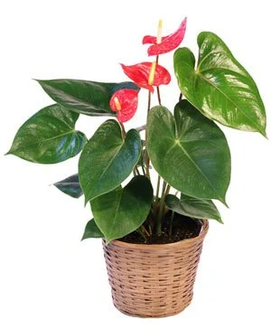 Anthurium