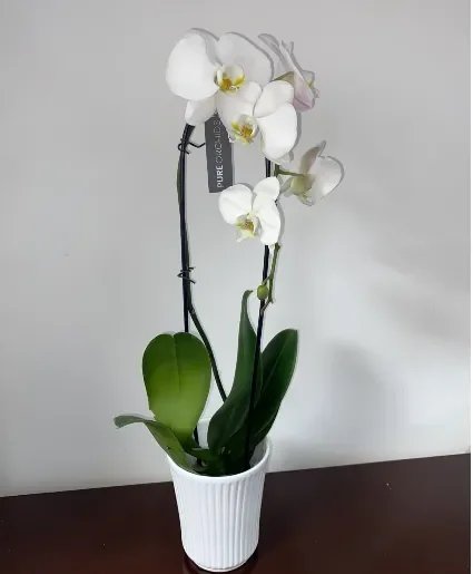 White Premium Orchic Houseplant