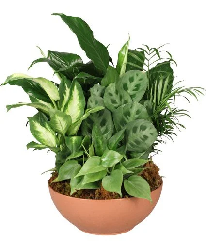 Gift of Green