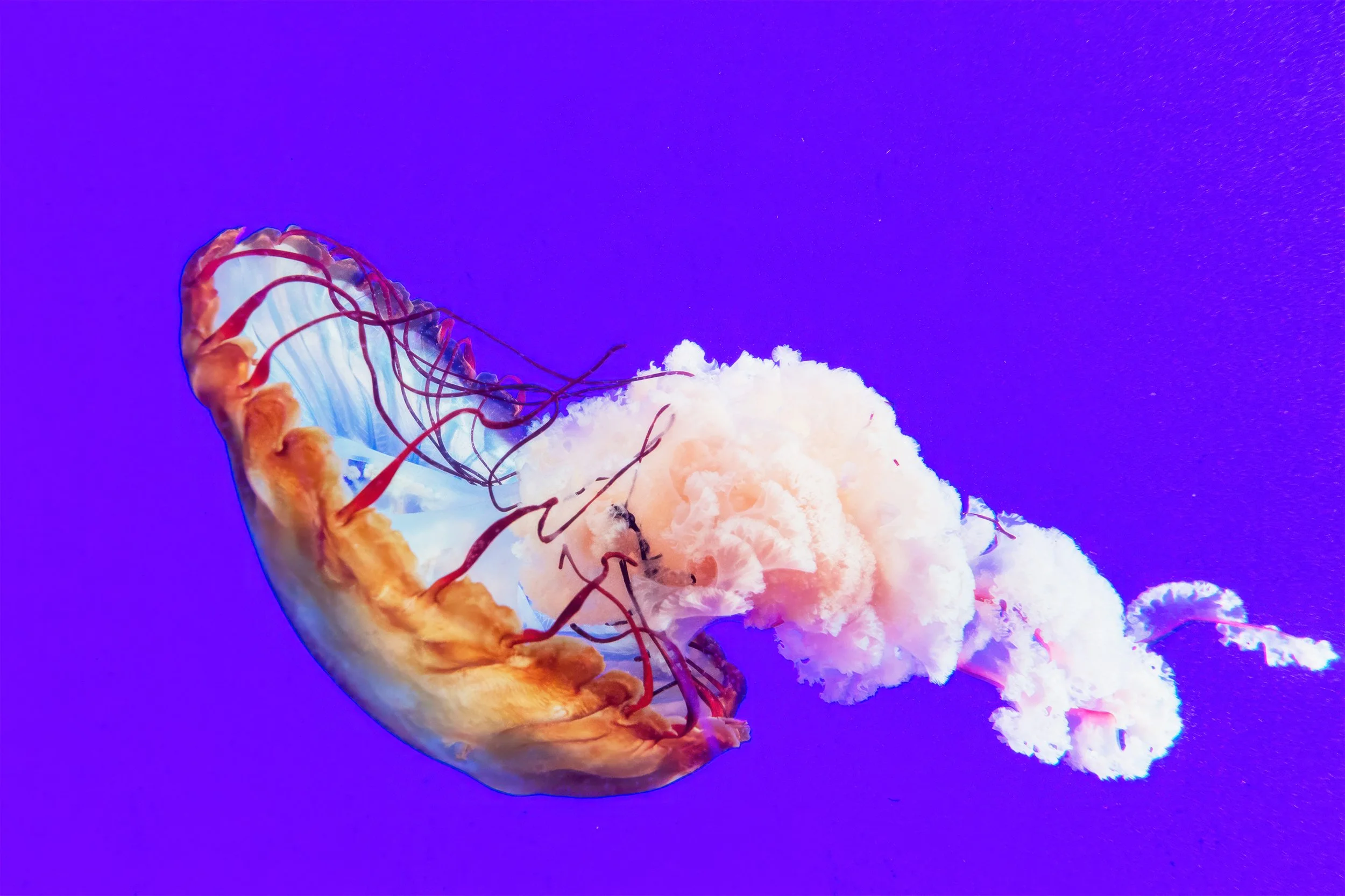 Pacific Sea Nettle | Ripley's Aquarium of Canada