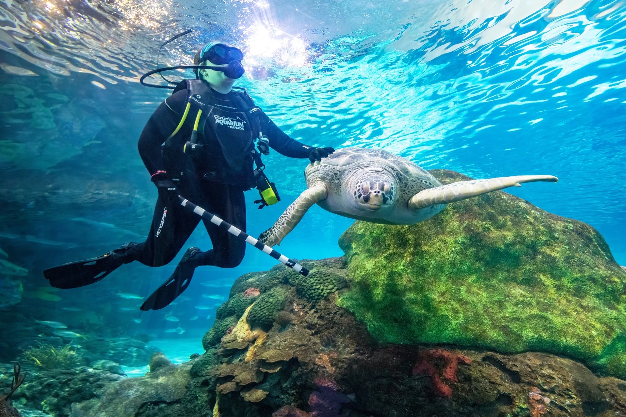 Green Sea Turtle | Ripley’s Aquarium of Canada