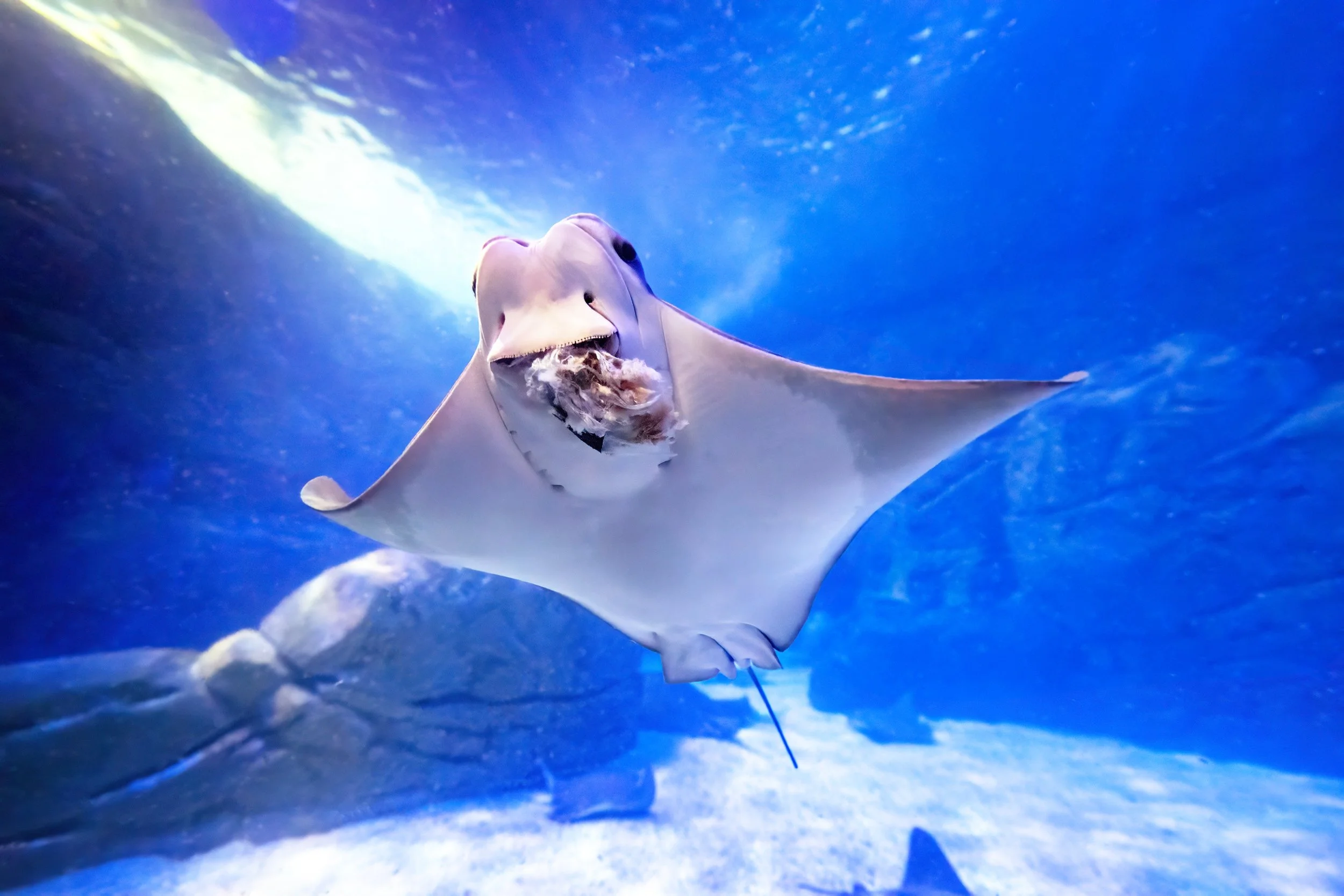 Cownose Ray | Ripley's Aquarium of Canada