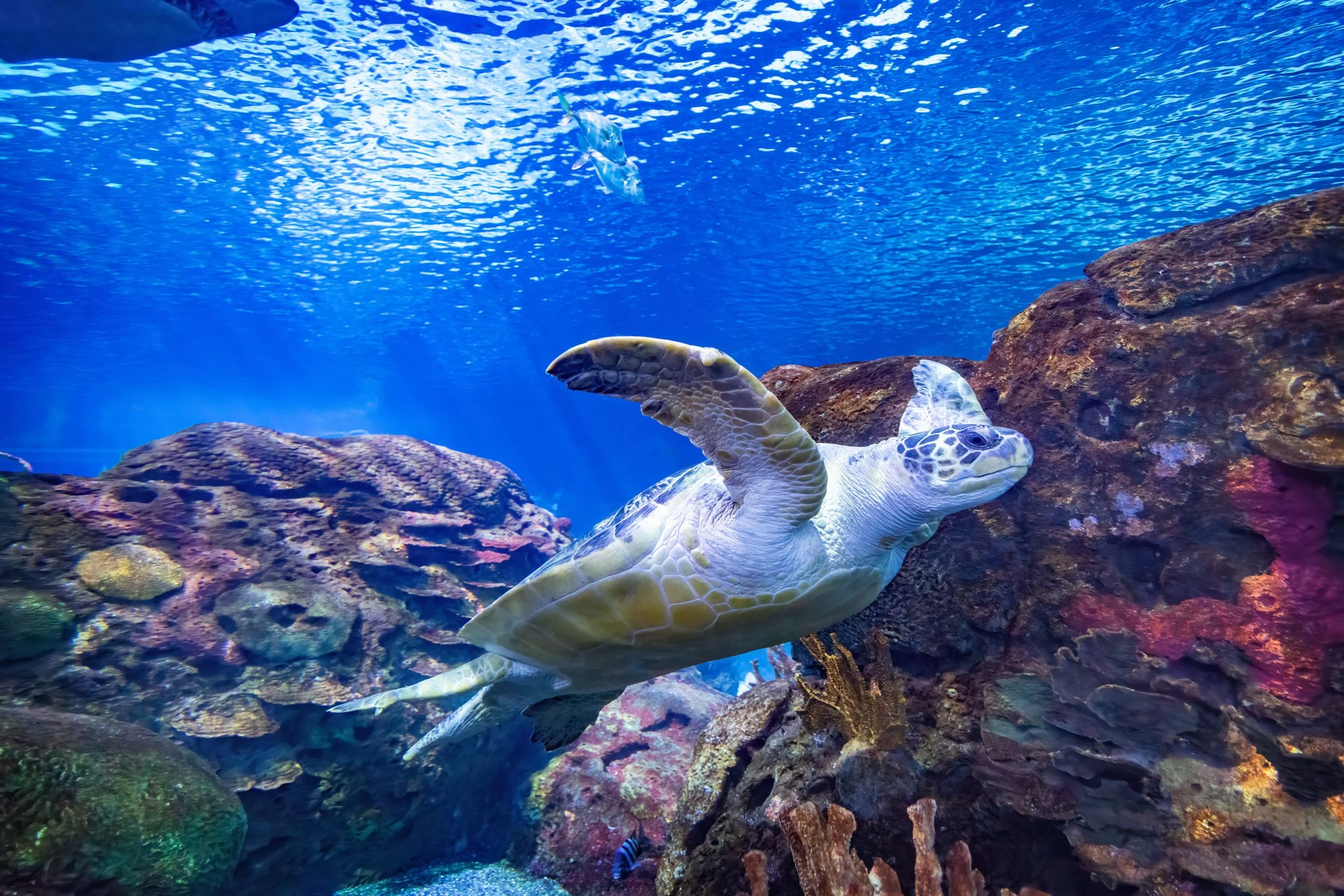 Green Sea Turtle | Ripley’s Aquarium of Canada