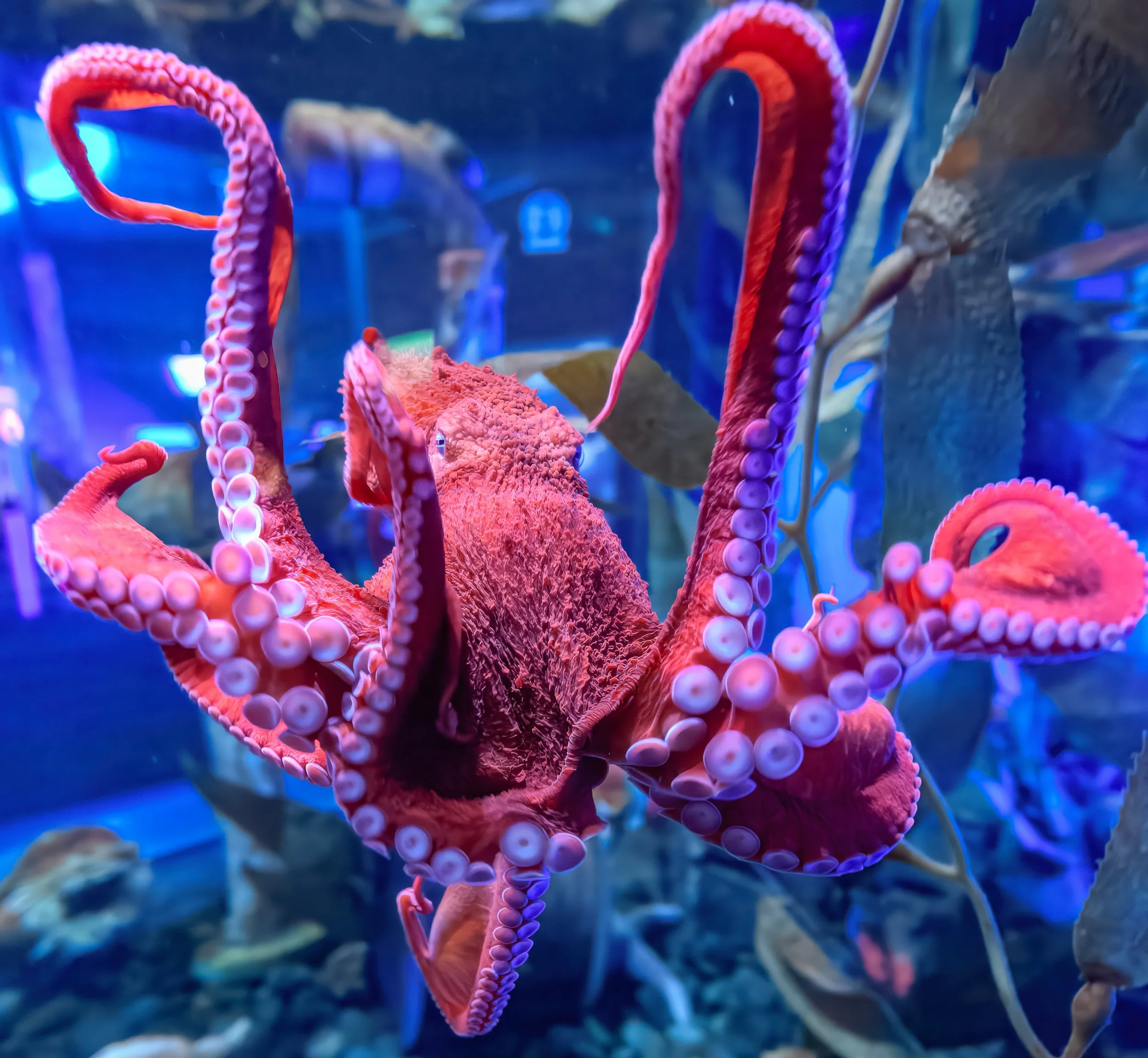 Pacific Octopus  |  Ripley's Aquarium of Canada