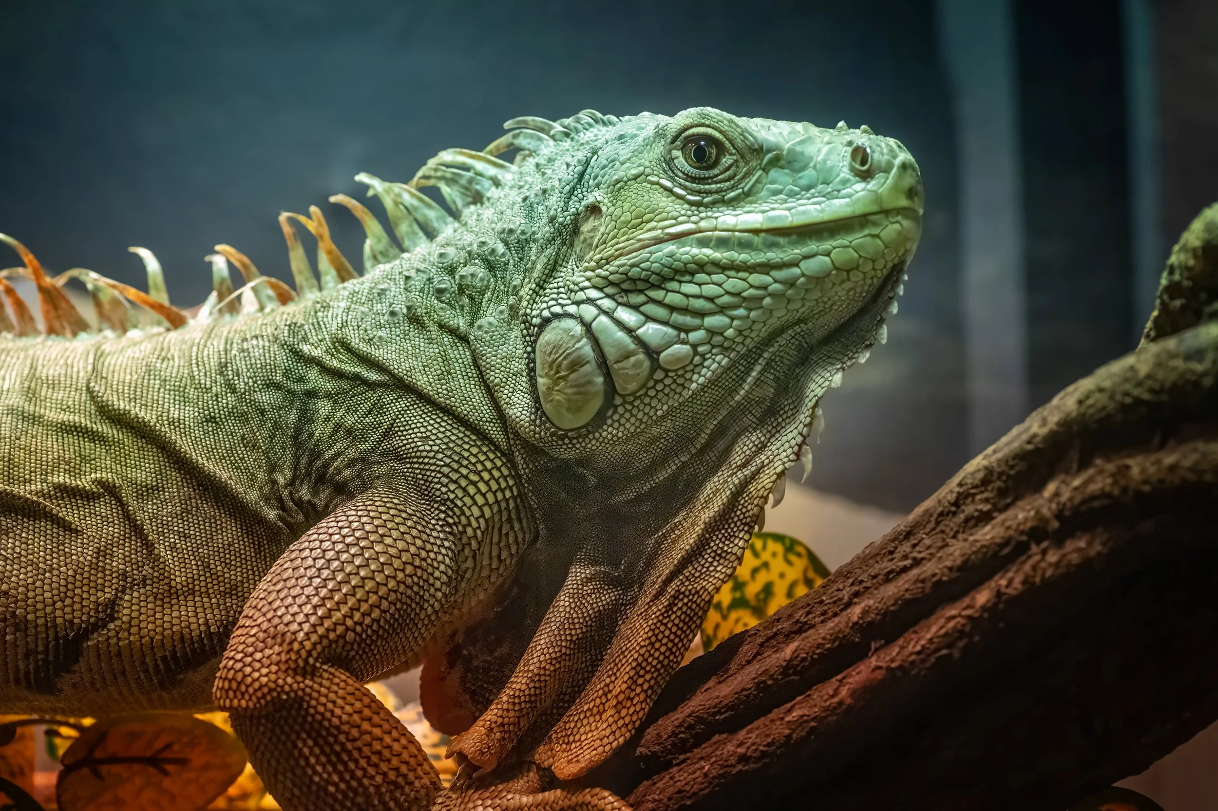Green Iguana | Dragons Exhibit | Ripley's Aquarium of Canada 