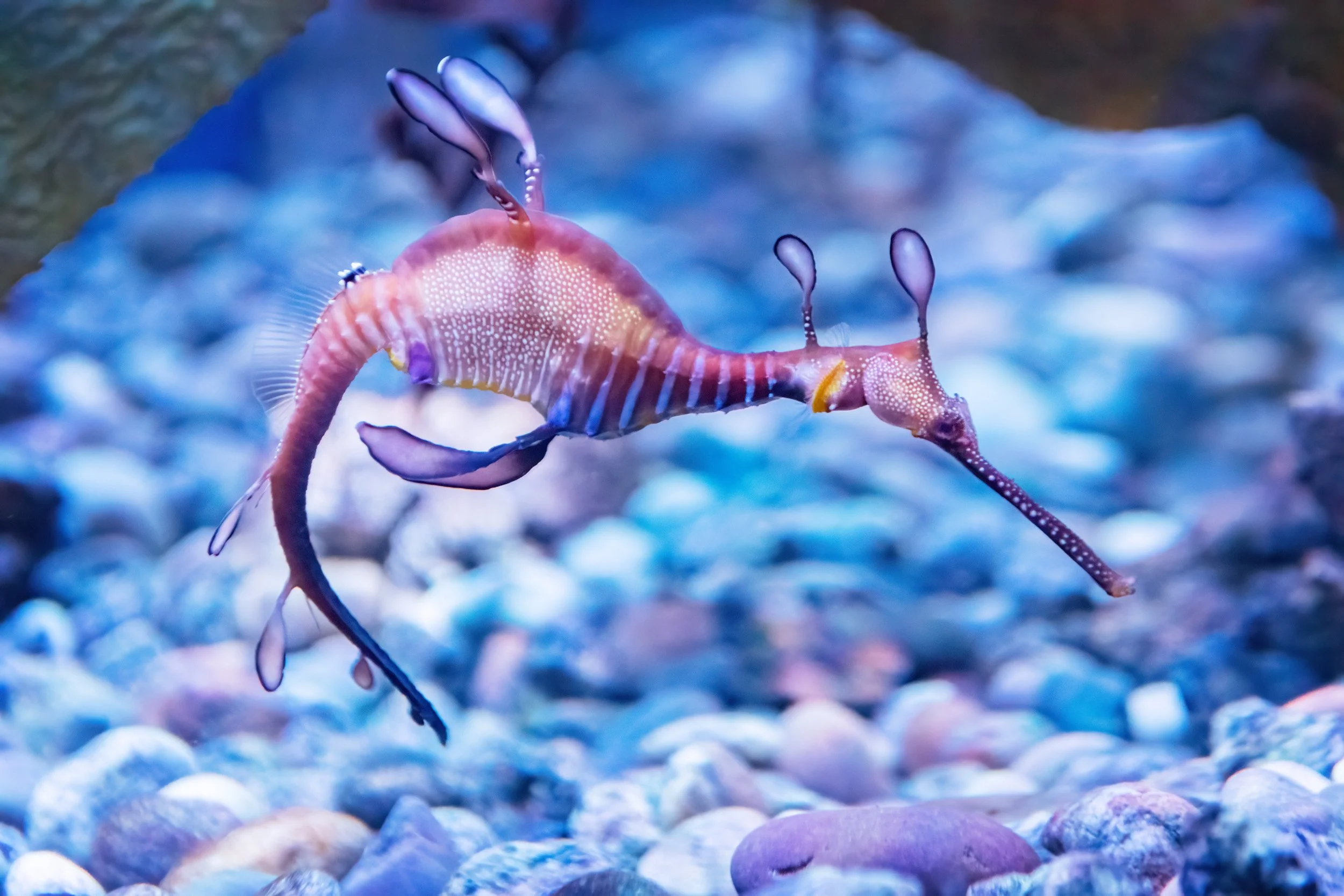 Weedy Sea Dragon | Ripley's Aquarium of Canada