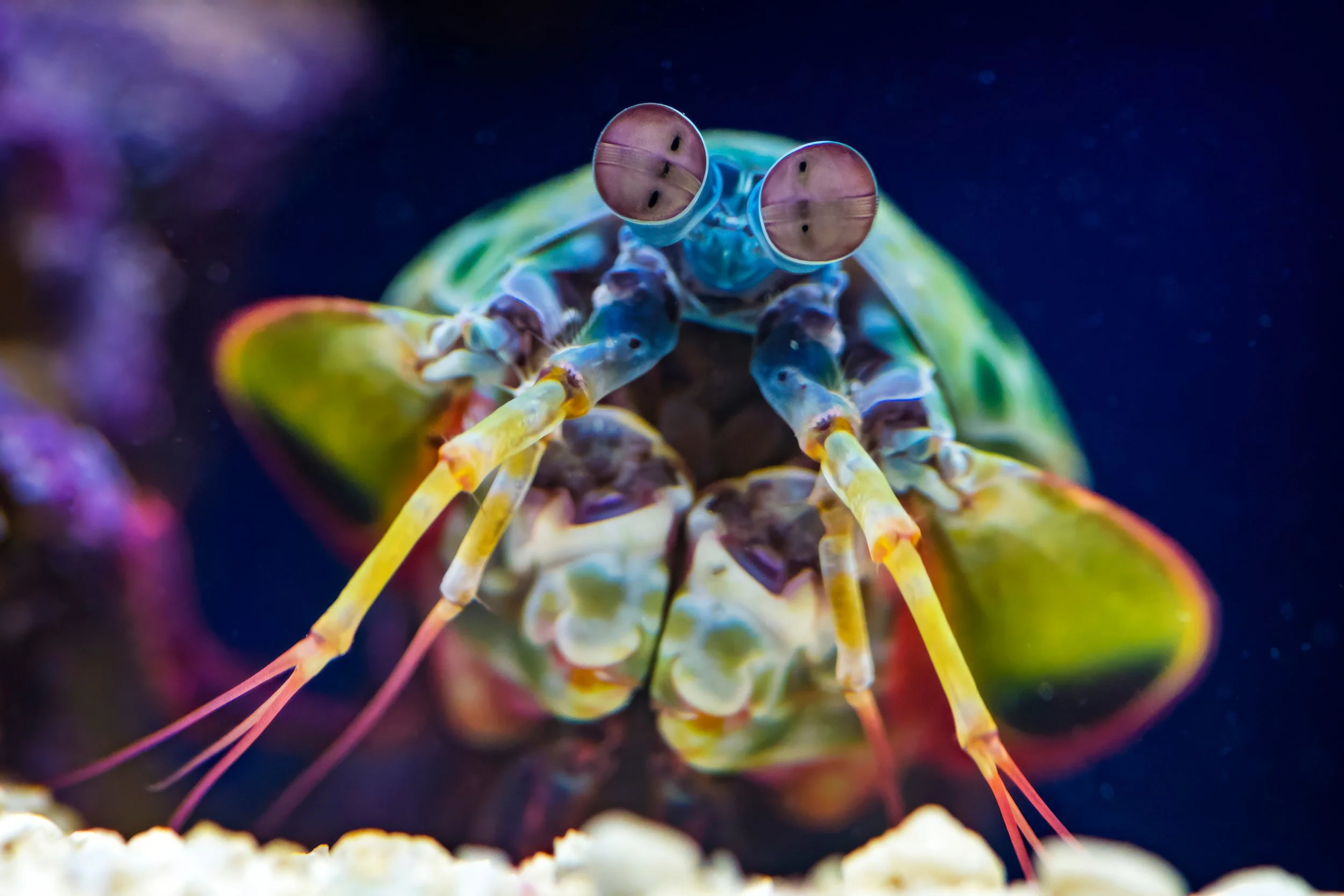 Peacock Mantis Shrimp | Ripley's Aquarium of Canada