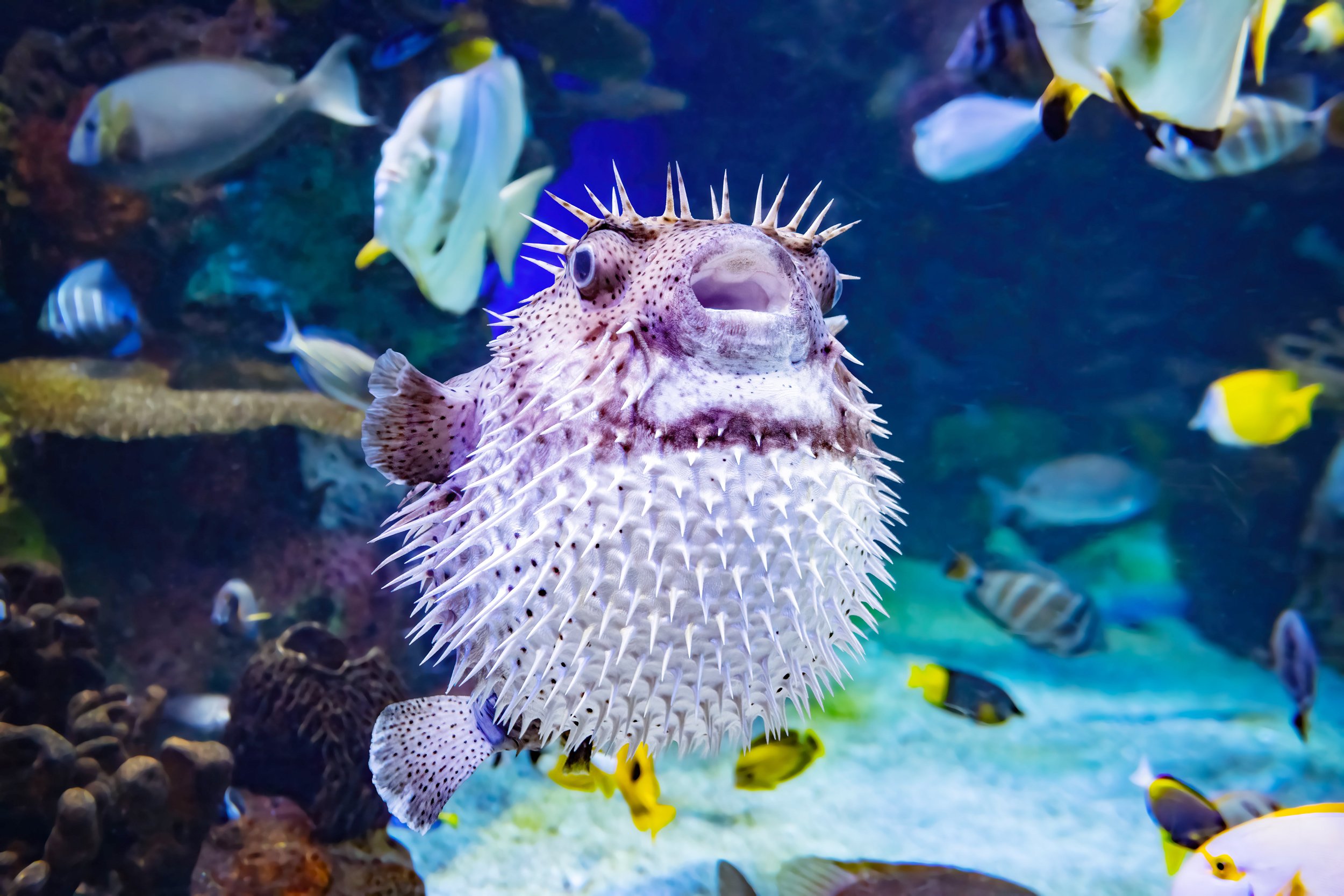 Porcupinefish | Ripley’s Aquarium of Canada