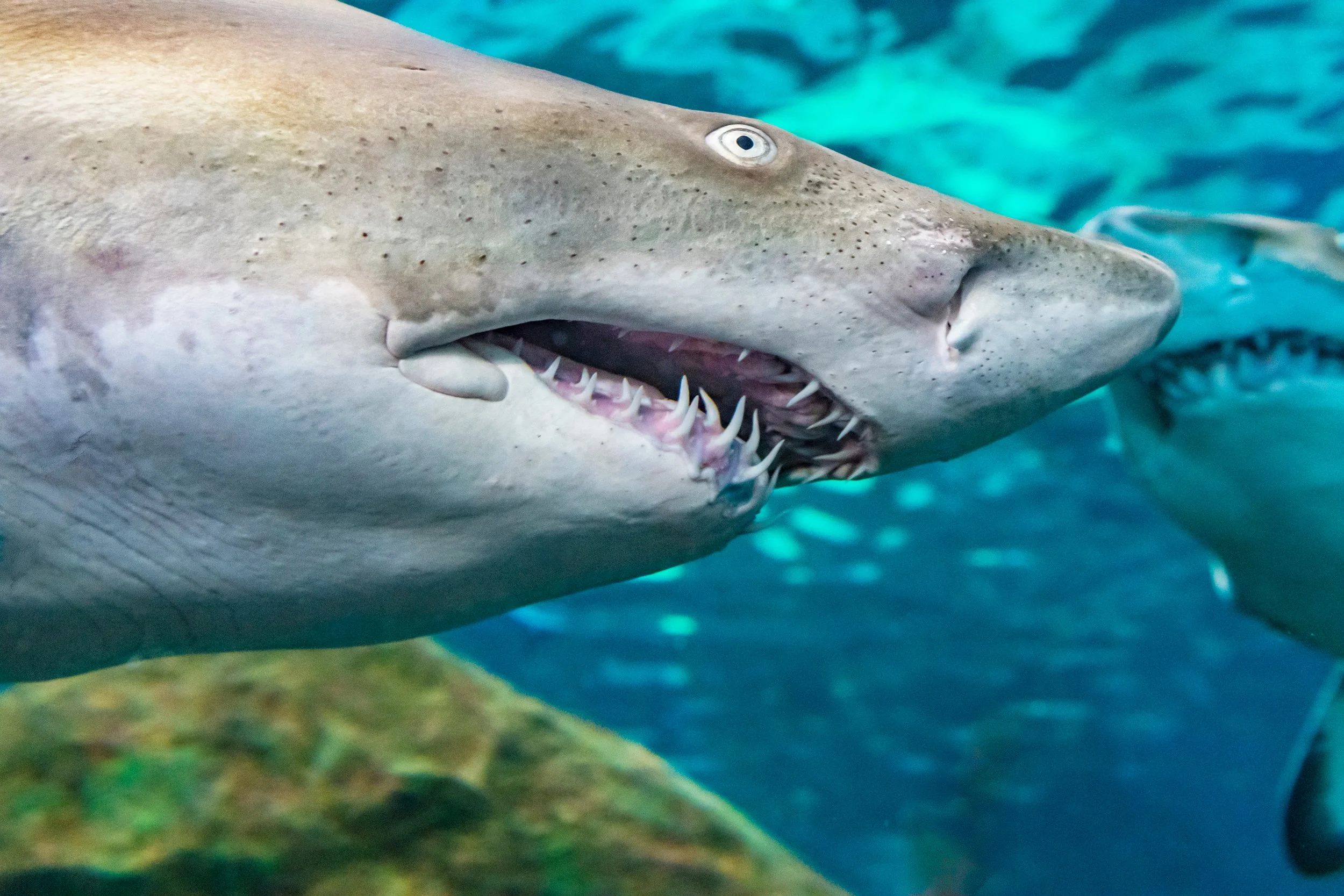 Sand Tiger Shark | Ripley's Aquarium of Canada
