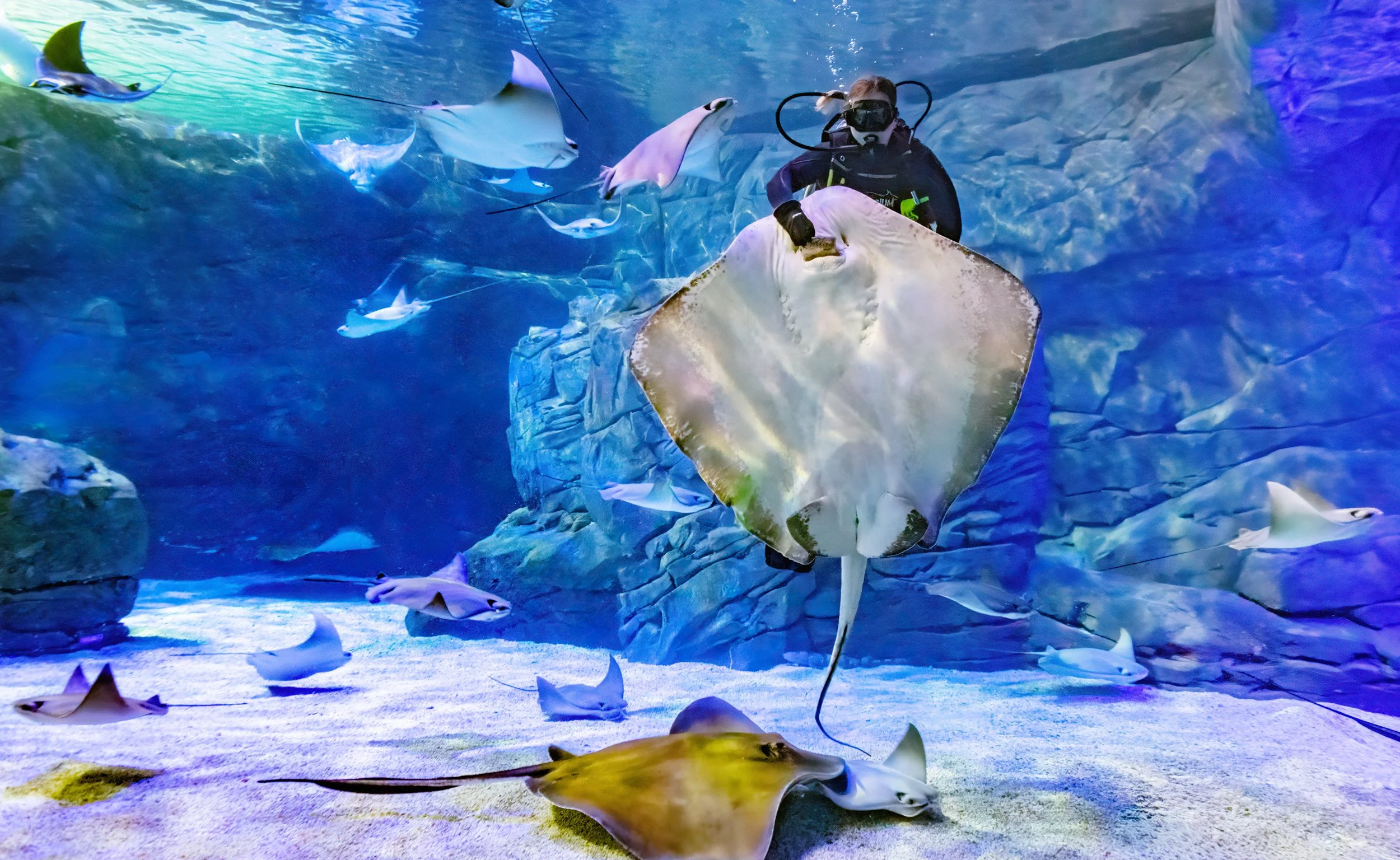 Ray and Diver | Ripley’s Aquarium of Canada