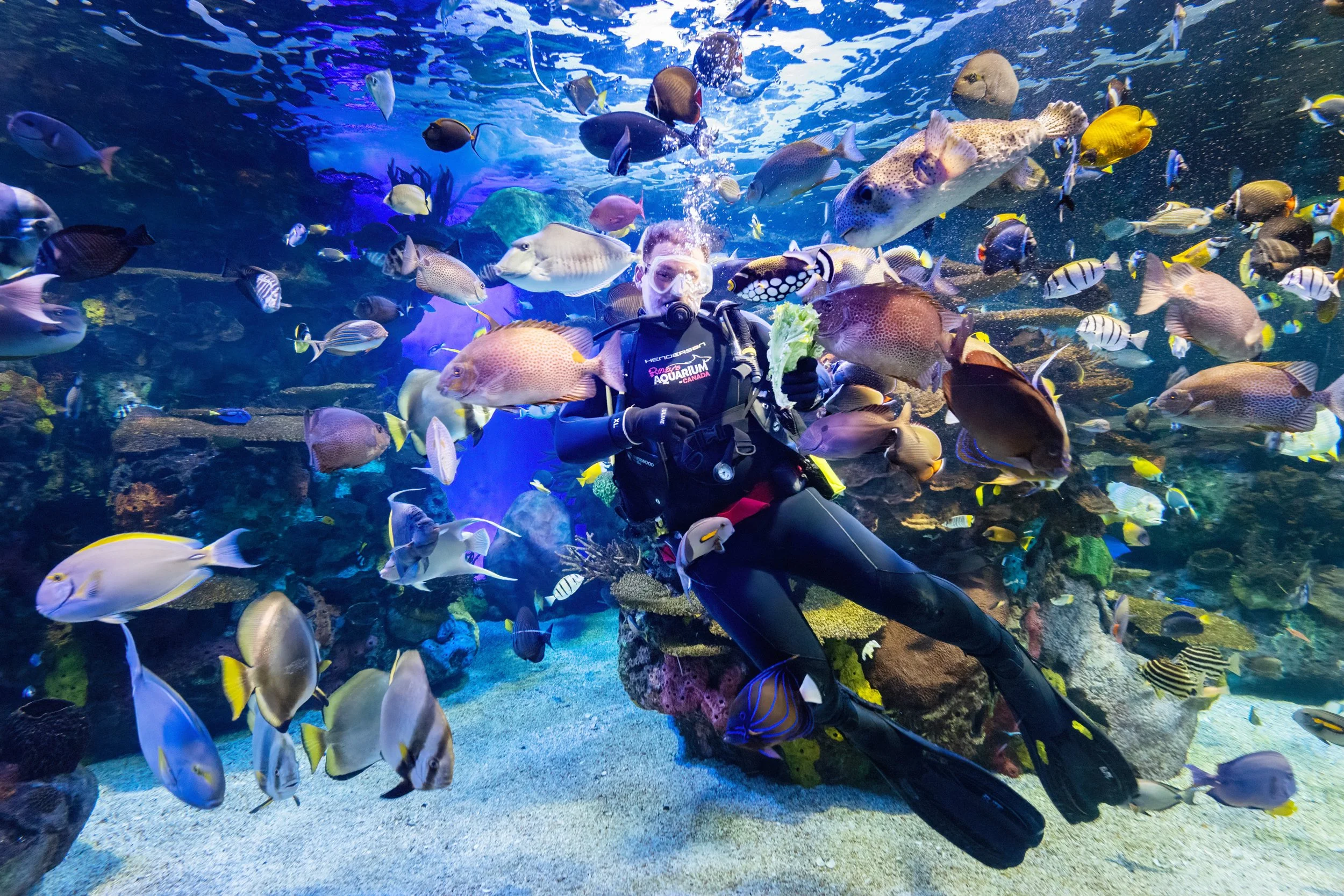 Diver | Rainbow Reef | Ripley’s Aquarium of Canada