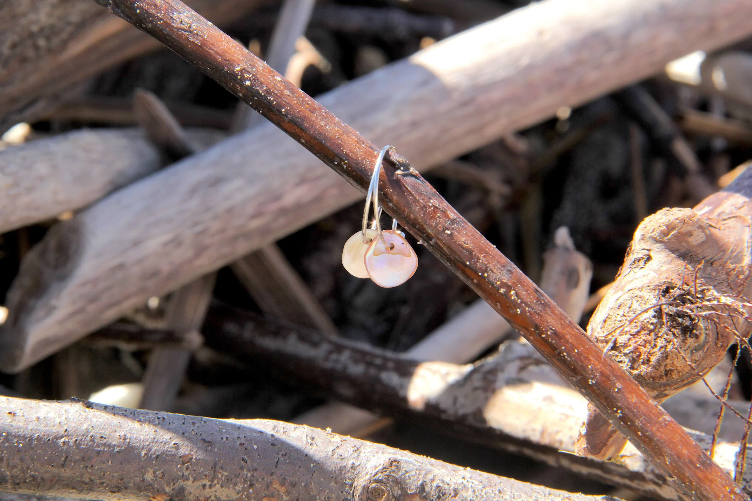 A pair of silver stainless steel seashell hoop earrings sitting on a driftwood stick on the beach..