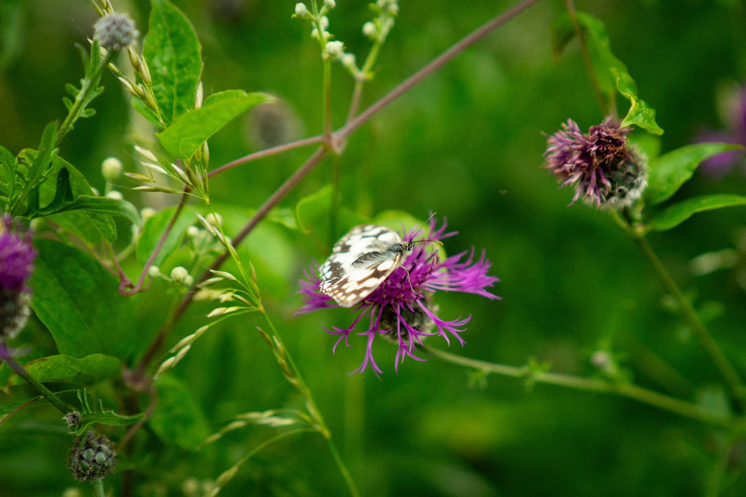 DSC03054.jpg
