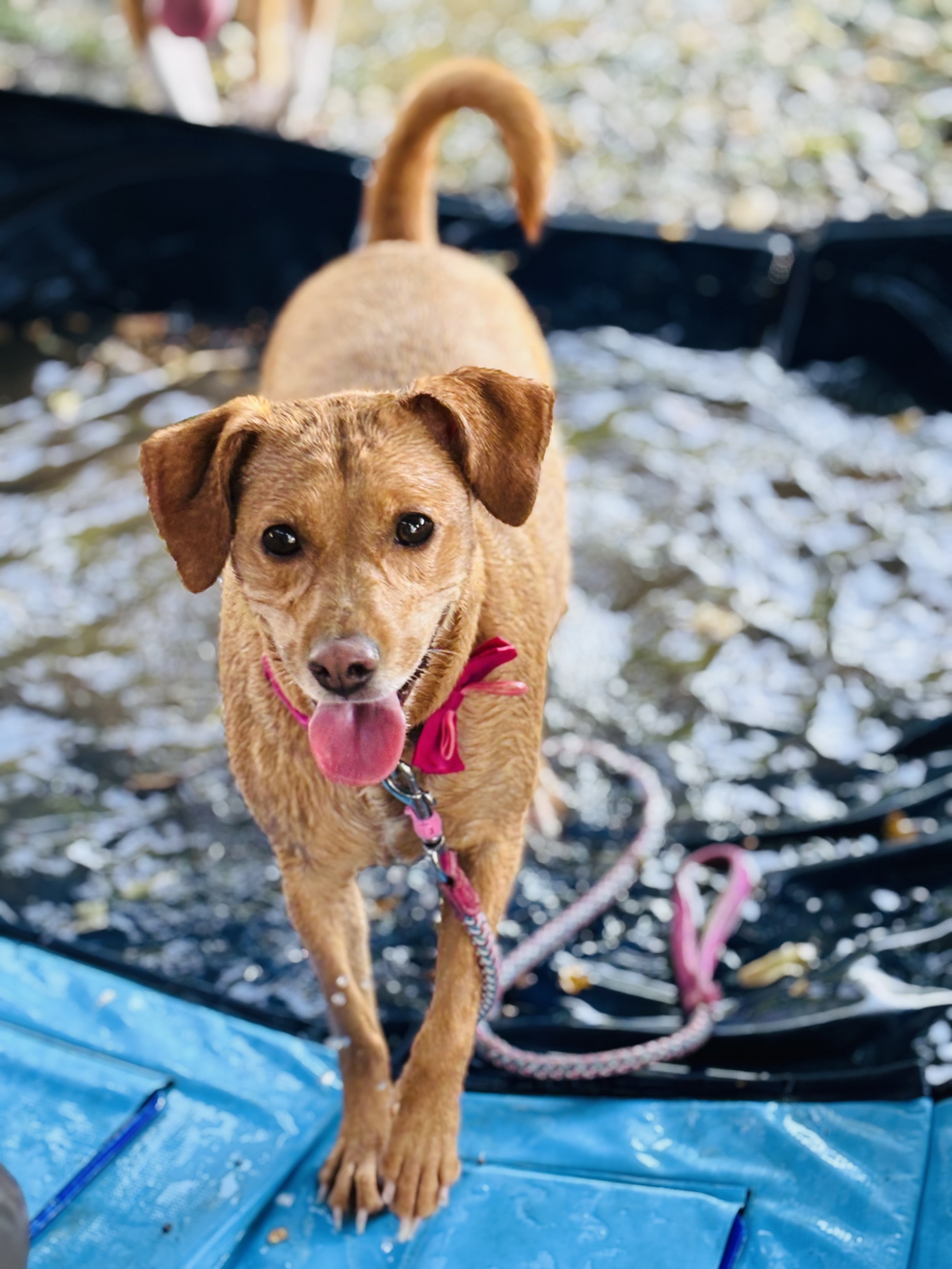 A small brown dog with floppy ears and a pink leash, standing on a blue plastic surface outdoors, with a blurred background of trees and sunlight.