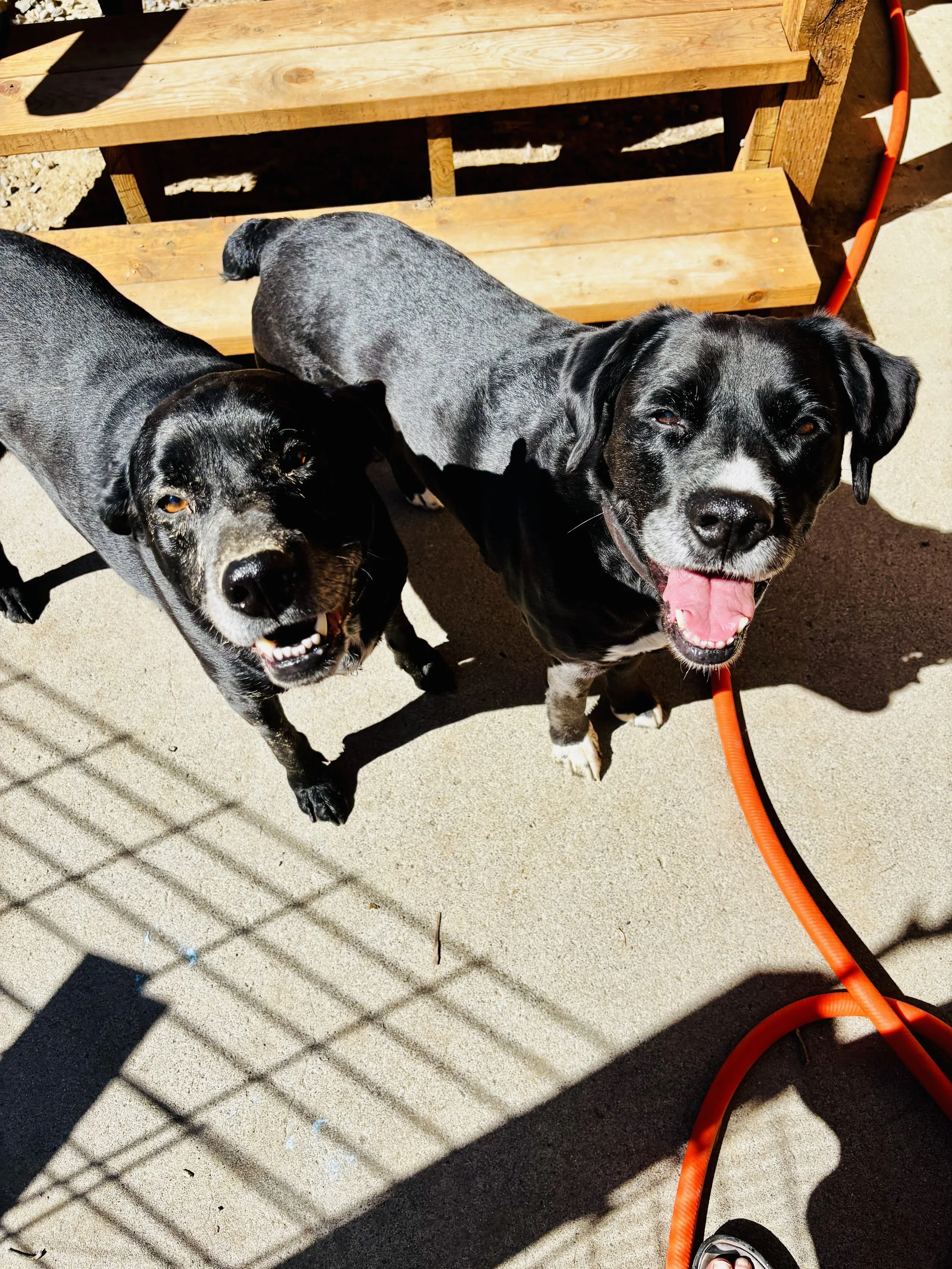 Two black and gray dogs with happy expressions, standing on a concrete surface next to a wooden bench and an orange hose.