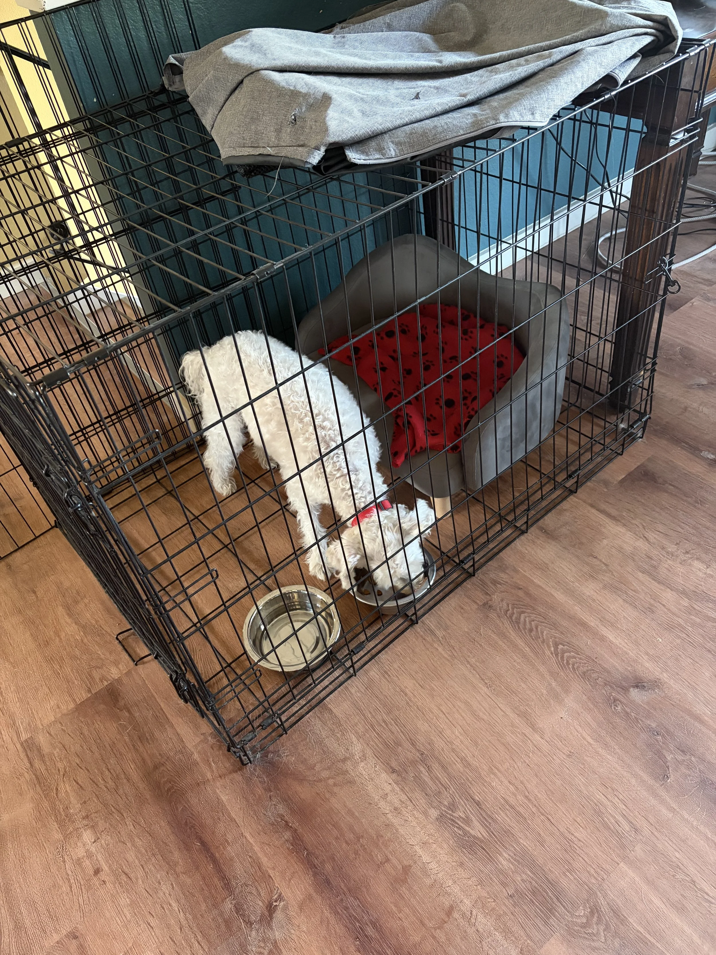 A small white dog with curly fur is inside a black metal pet crate, standing near a water bowl on a wooden floor. The crate has a red blanket and gray bed inside. The top of the crate has a folded gray shirt or towel. There is a blue speaker or stora