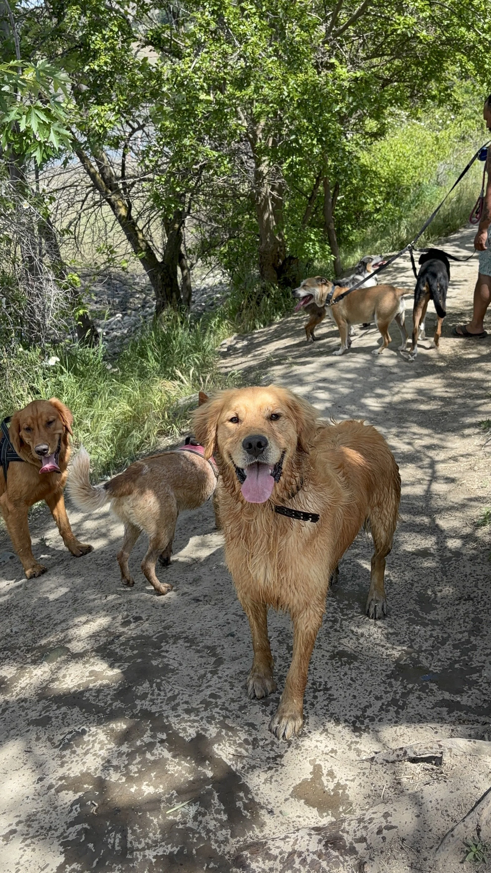 A group of dogs walking on a dirt path near trees, with a person holding leashes in the background.