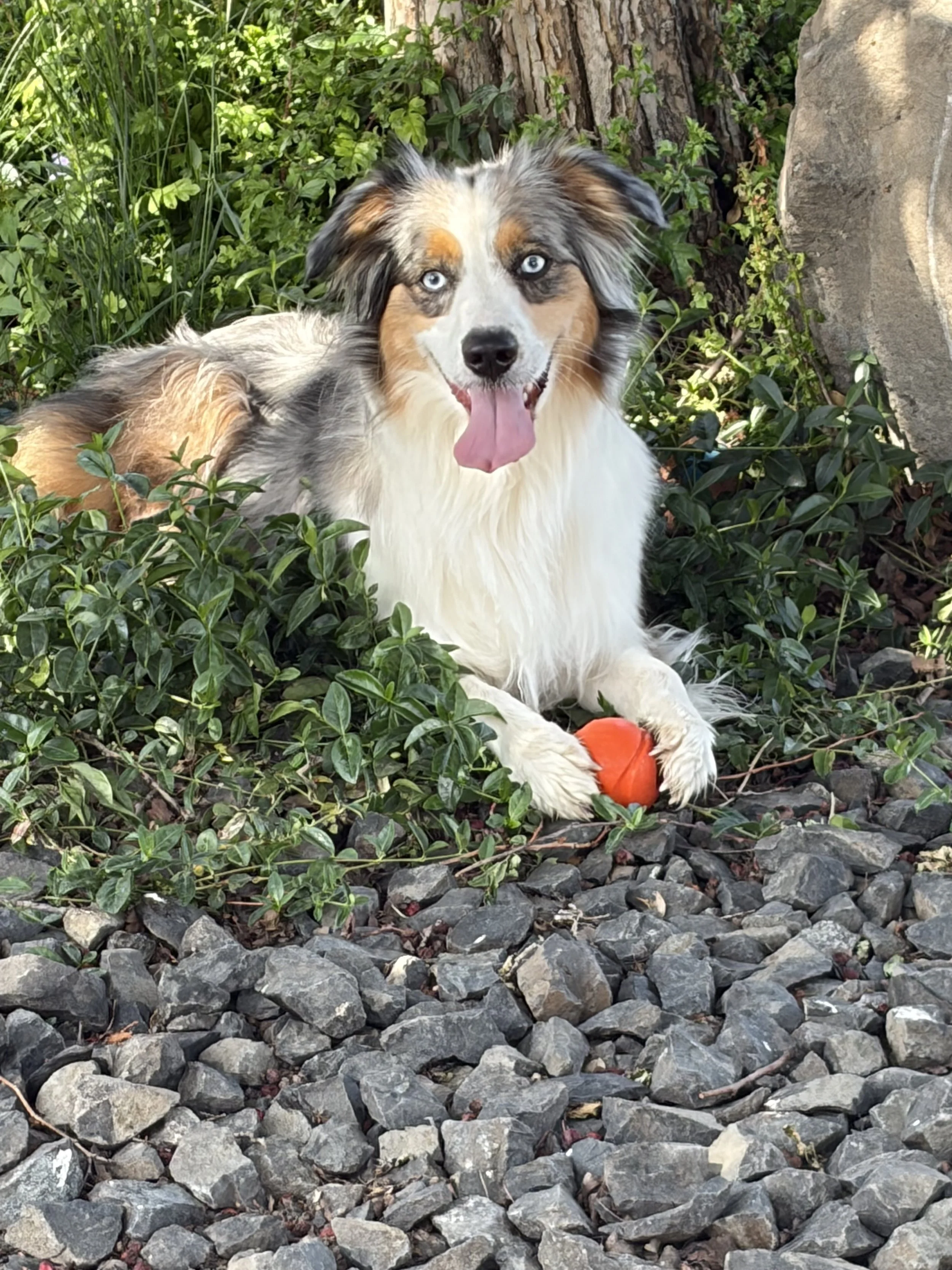 A dog with blue eyes and a merle coat pattern, lying on rocky ground amidst green foliage and a tree trunk. The dog has its tongue out and is holding an orange ball.