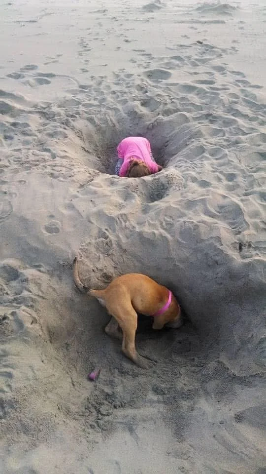 A child in pink clothing and a puppy with a pink collar are digging in the sand on a beach.