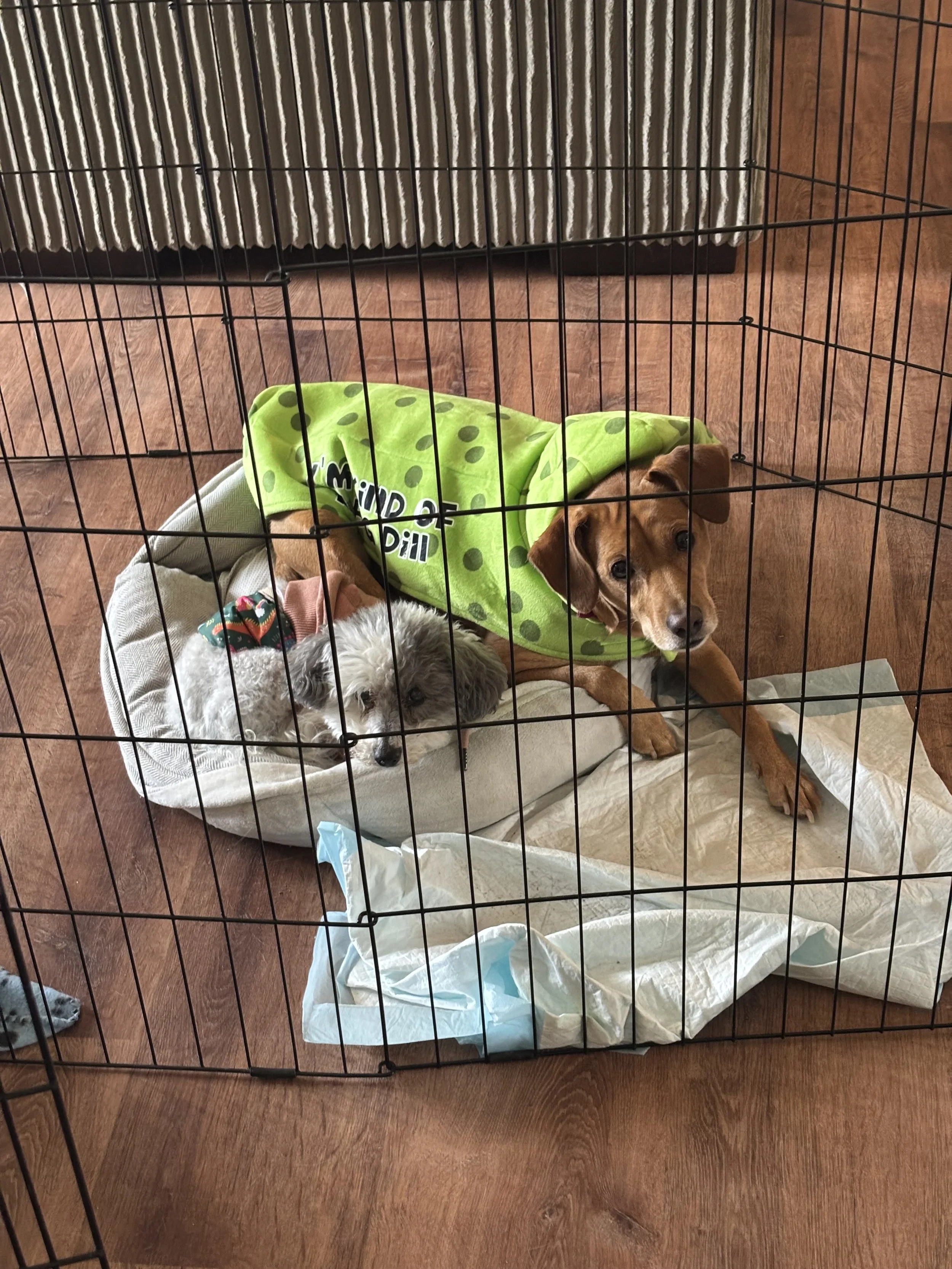 A brown dog with a yellow jacket lying on a blanket inside a metal crate, looking at the camera, with a small gray and white dog partially visible nearby.