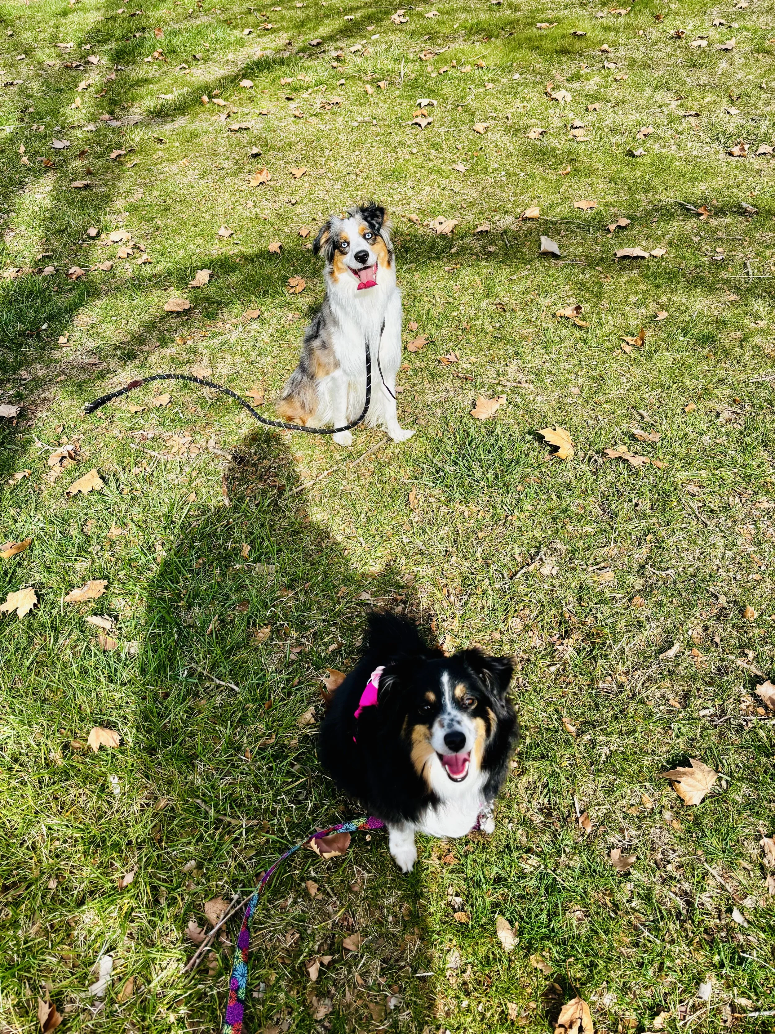 Two dogs sitting on a grassy outdoor area with fallen leaves. The dog in the foreground is black with brown and white markings, wearing a pink collar, and looking up with its mouth open. The dog in the background is a merle Australian Shepherd with b