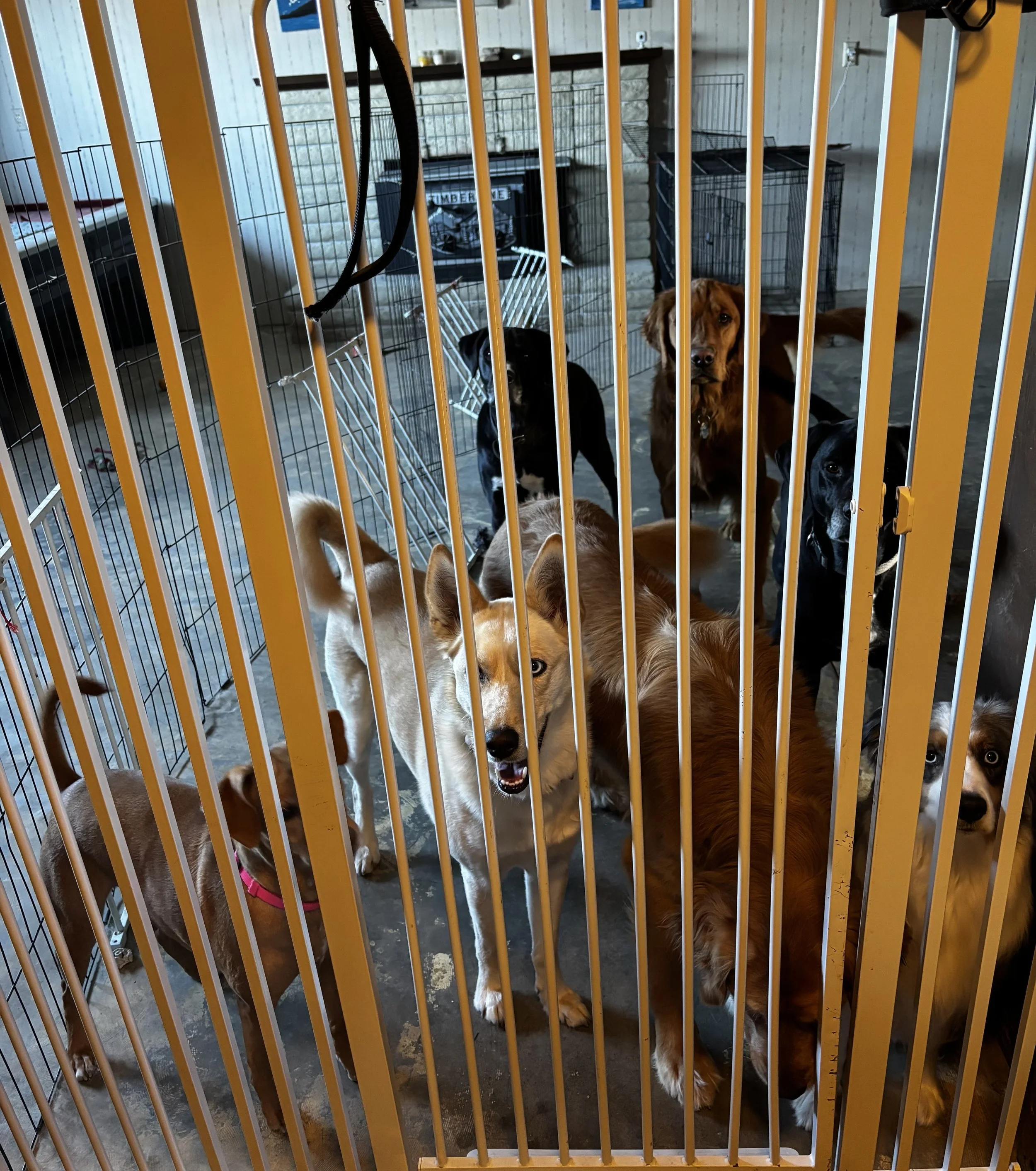 Several dogs of different breeds and colors inside a fenced area. Some appear to be looking through the bars of the gate.