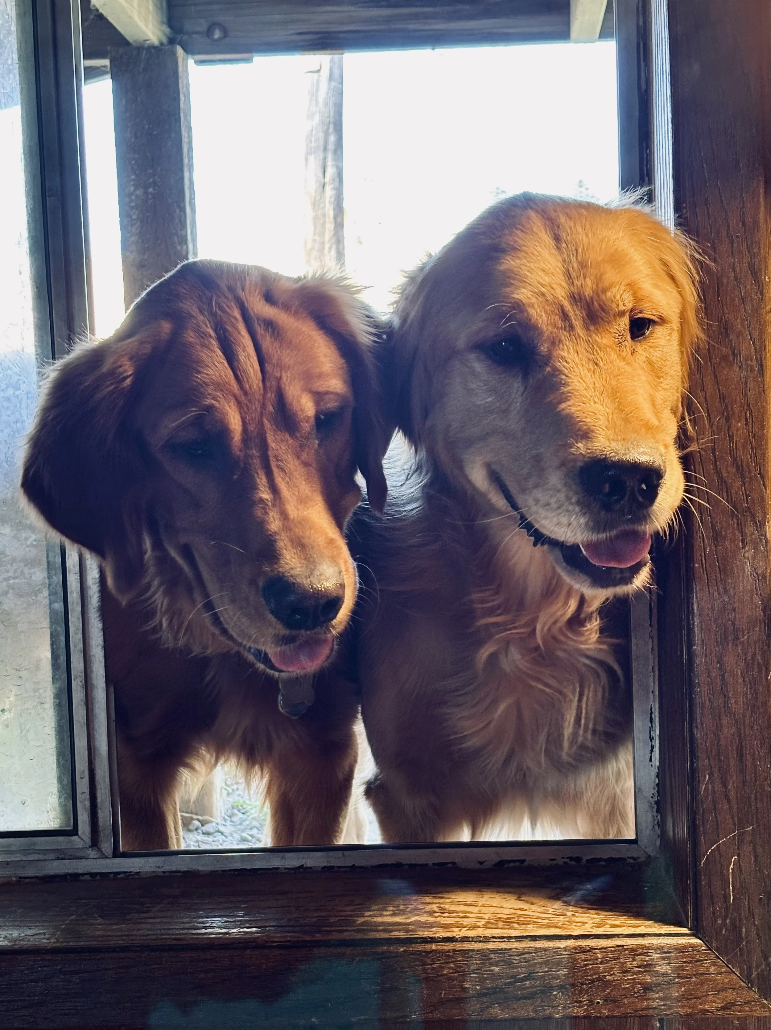 Two dogs looking out of a window, one brown and the other golden, both with their heads tilted slightly and appearing happy.