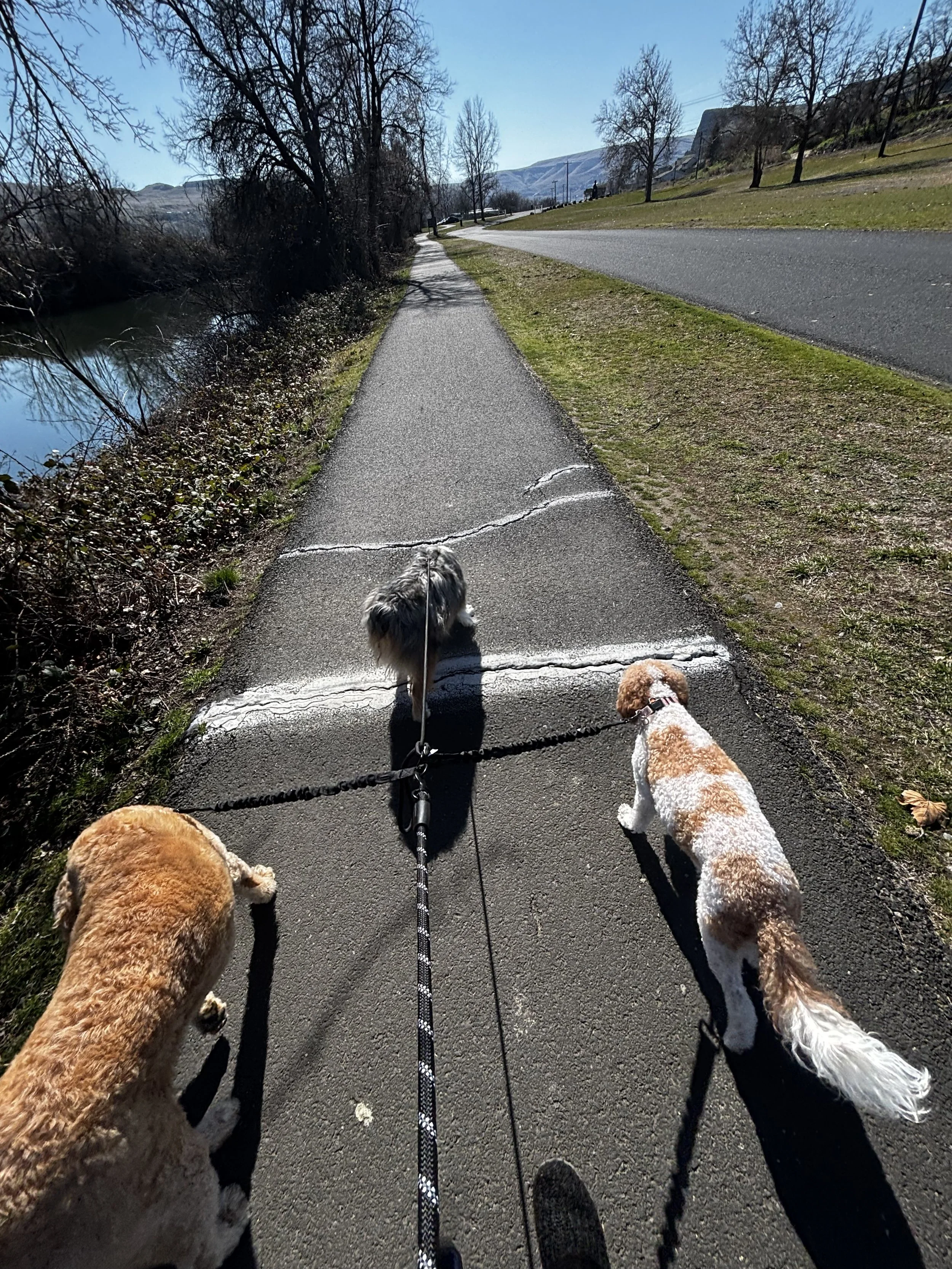 Three dogs on a walk along a paved path beside a small river, with trees and hills in the background on a sunny day.