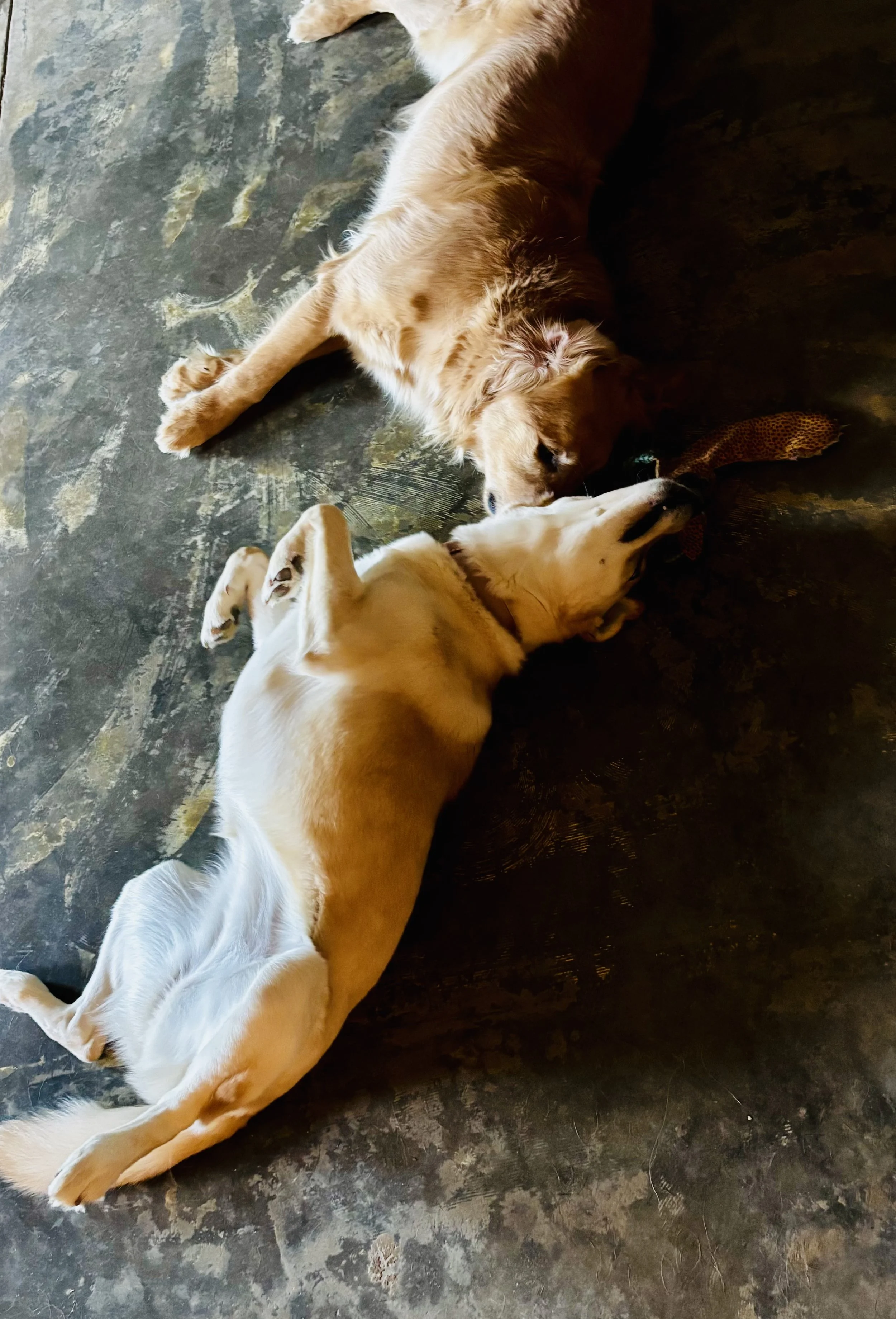 Two dogs laying on a dark, textured floor, one with a light coat and the other with a darker, reddish coat, playing with a toy.