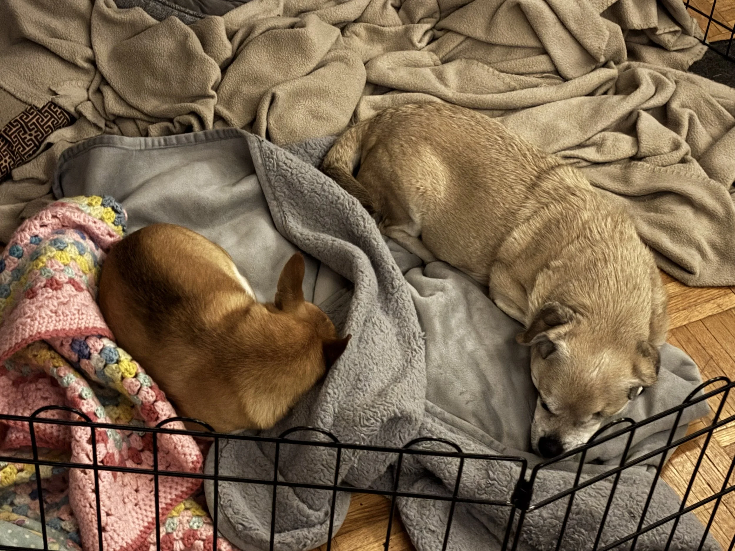 A group of dogs sleeping on a fluffy blanket inside a pet playpen. One dog with a gray blanket over its face, another with a crochet blanket, and a third with light brown fur.