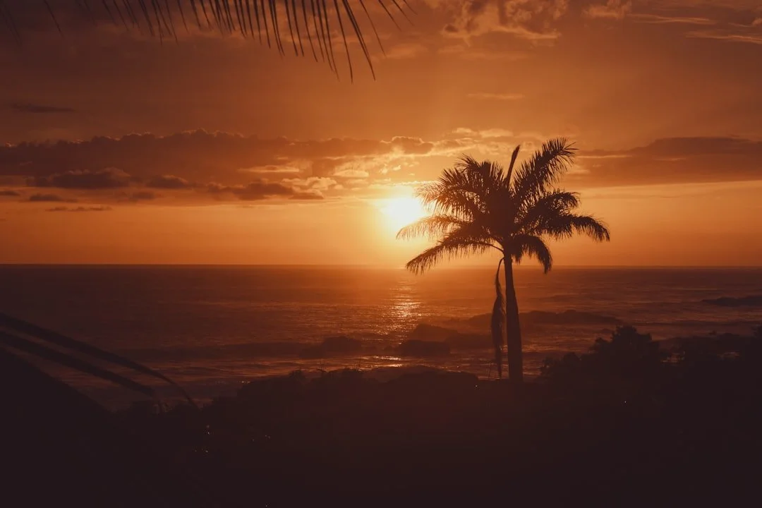 Sunset over the ocean with a palm tree in the foreground, orange sky with clouds.
