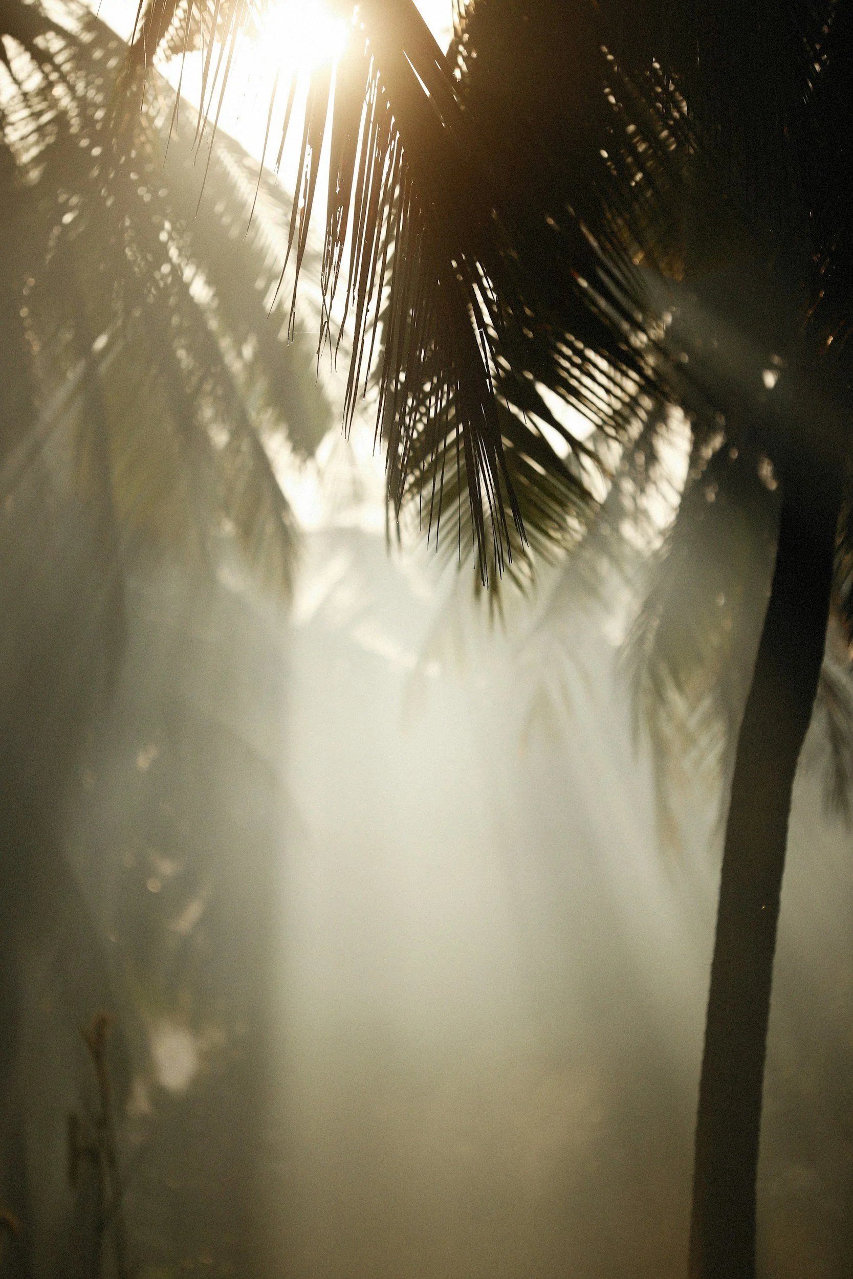 Sunlight shining through palm tree leaves, creating shadows on a wall.