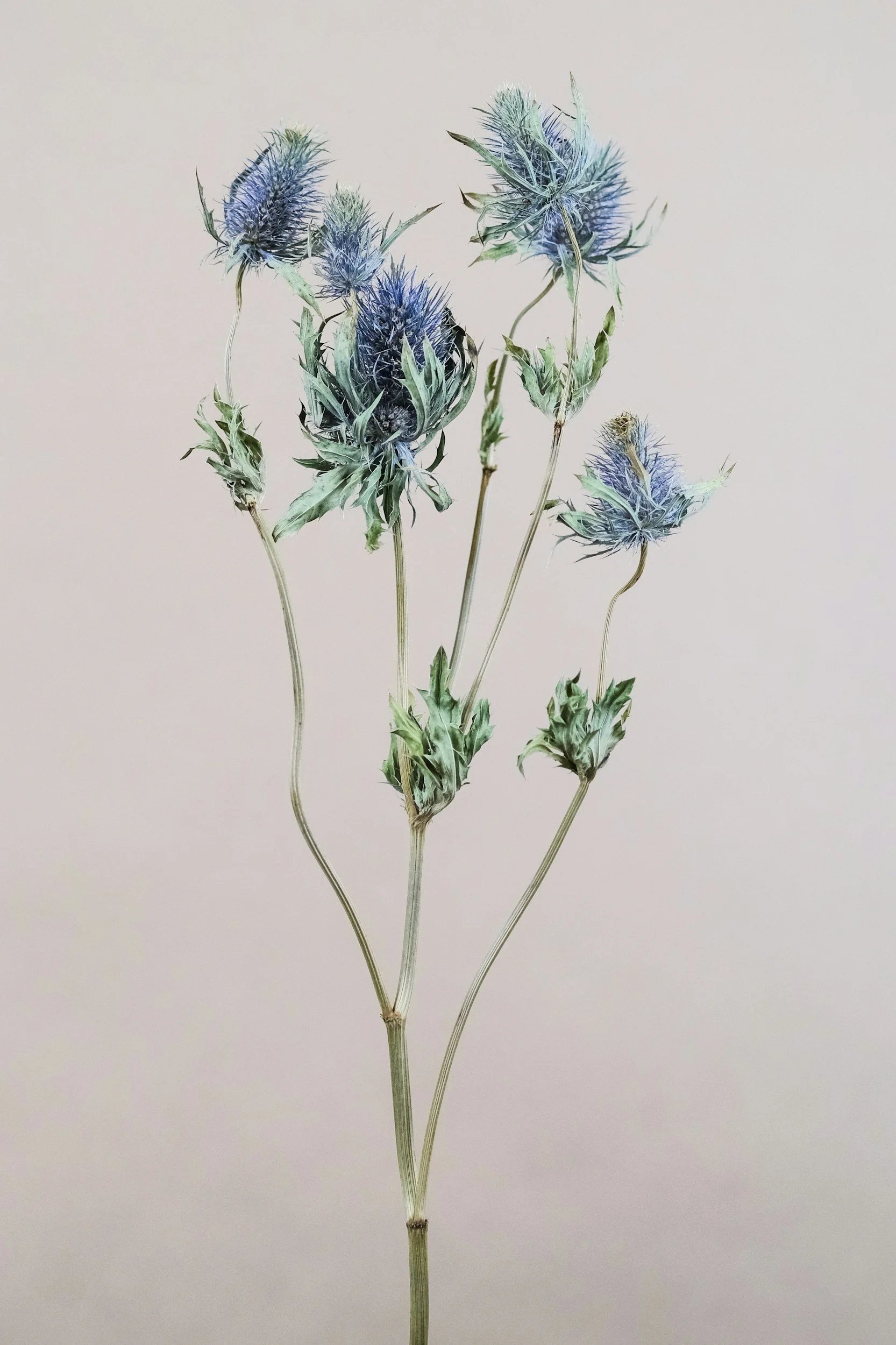 A close-up of a dried thistle flower plant with spiky blue and purple flowers against a plain white background.