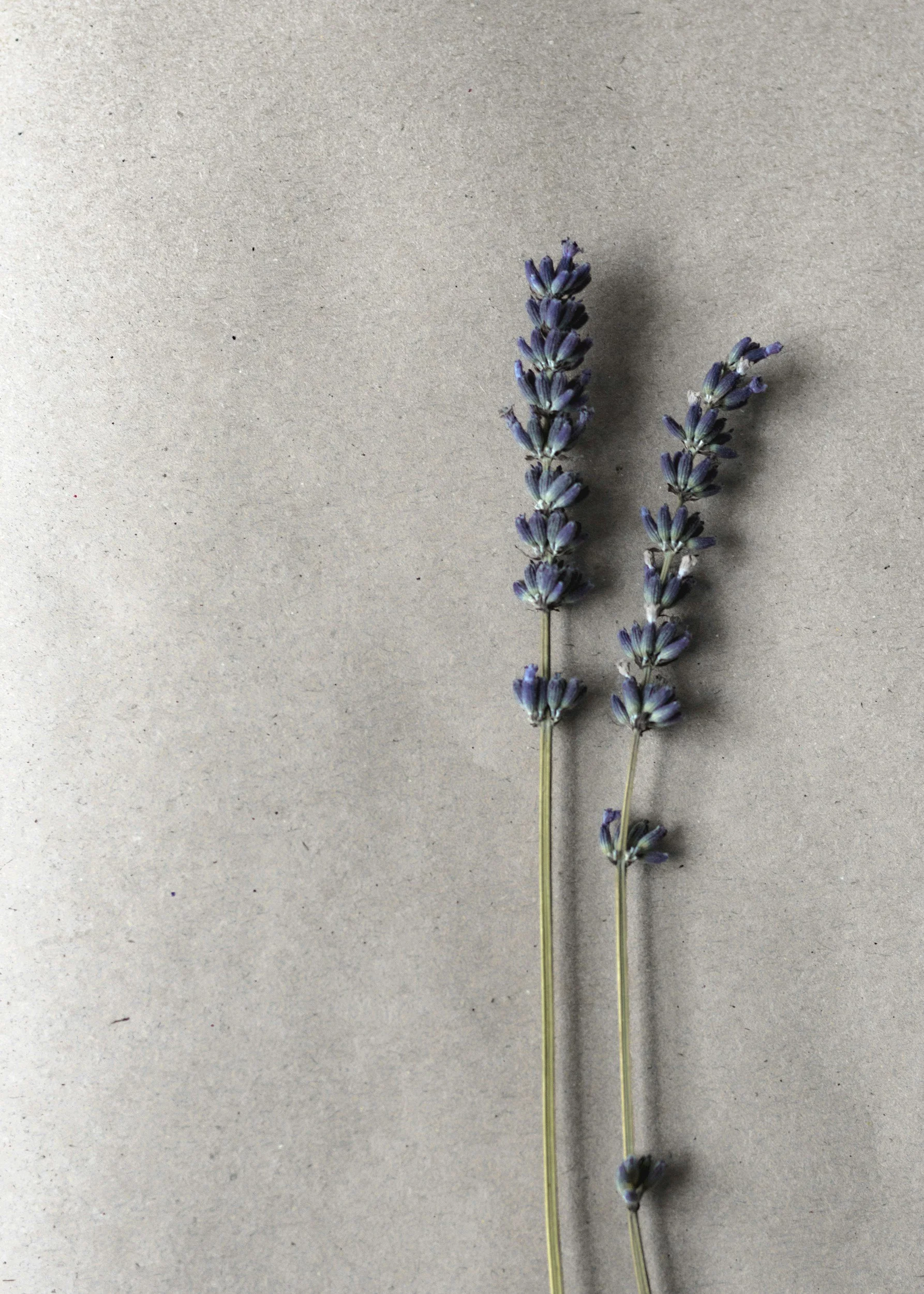 Two sprigs of purple lavender flowers with green stems on a plain gray background.