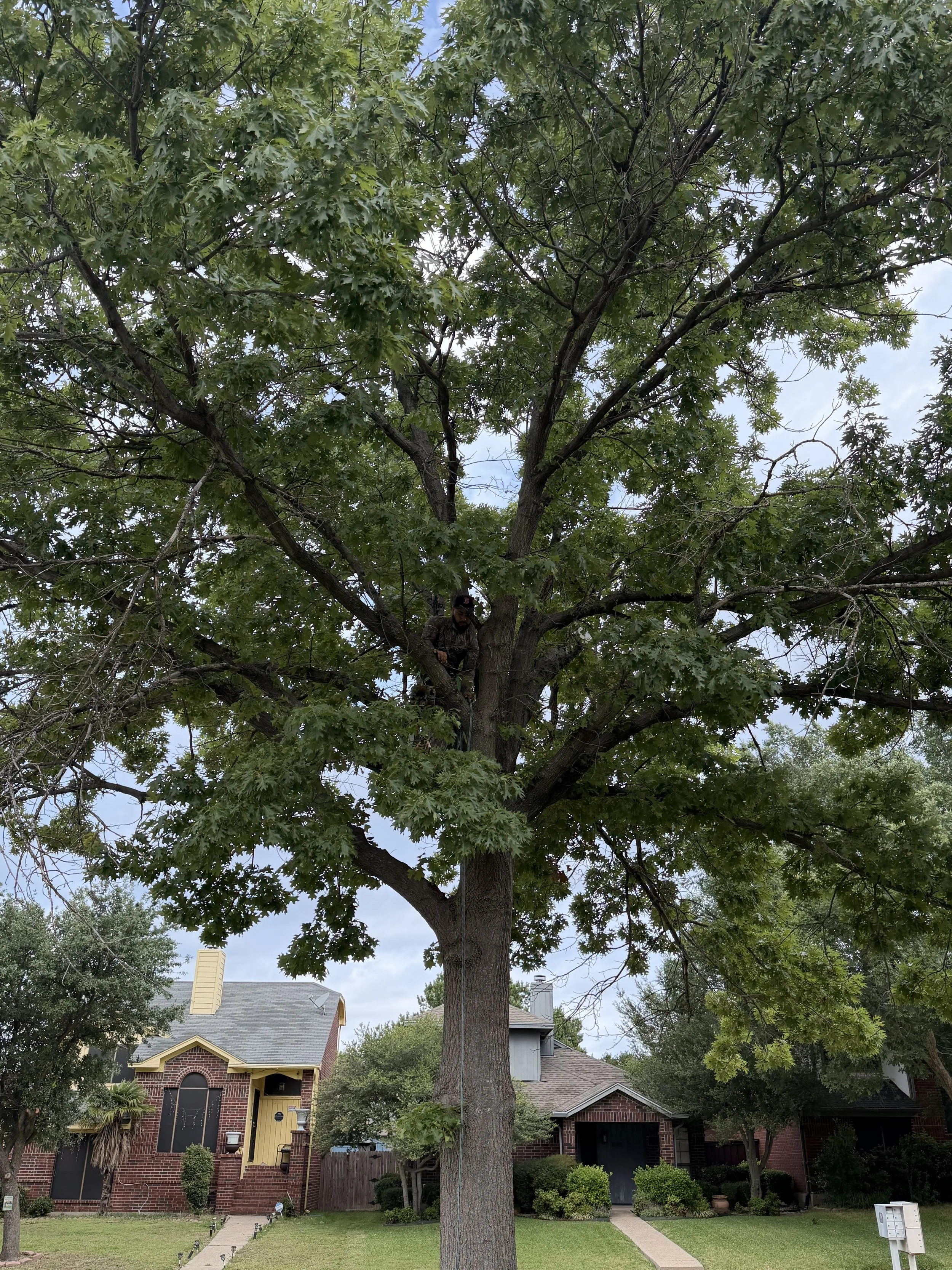 Rodrigo Soto Tree Services crew performing professional tree care in Dallas.