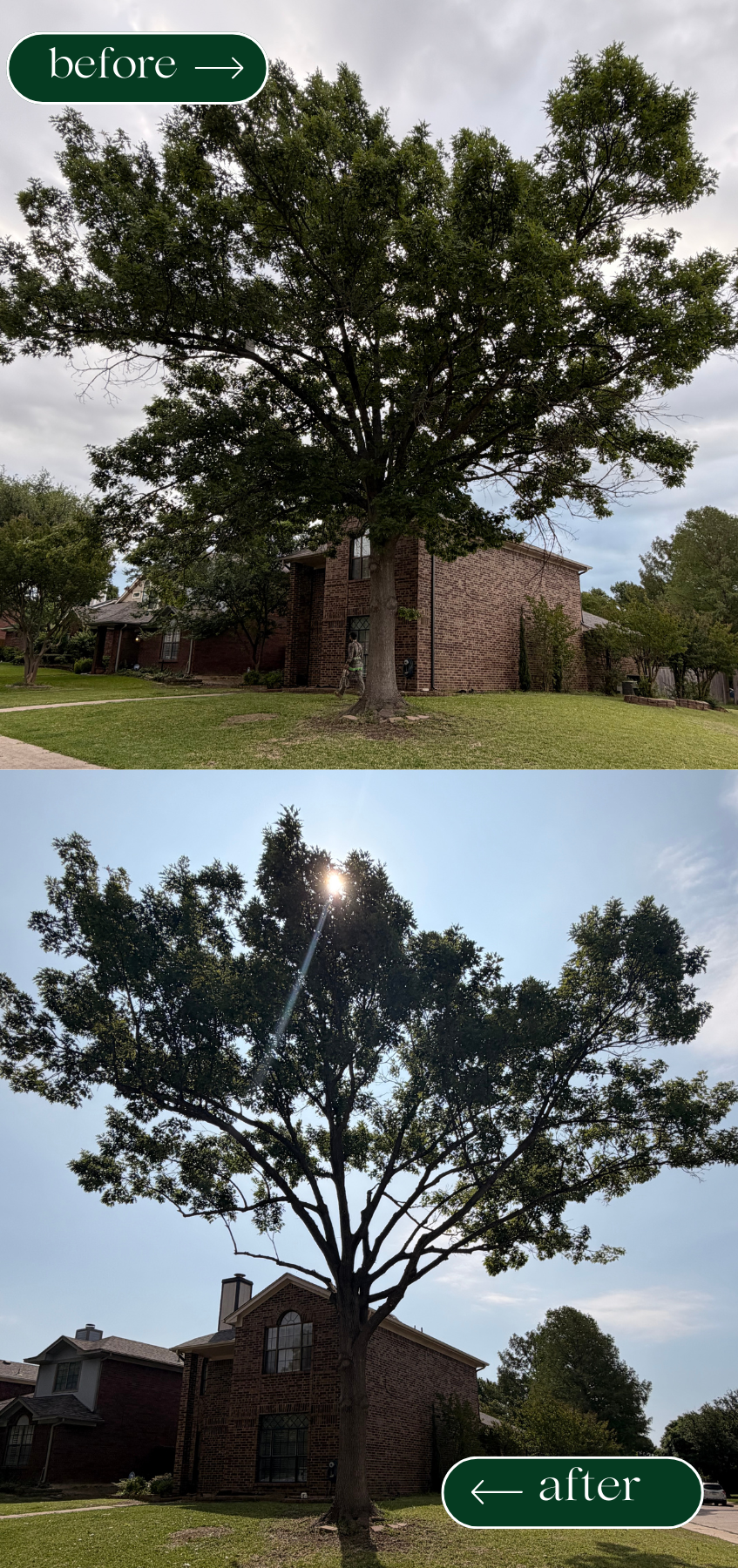 Professional tree trimming