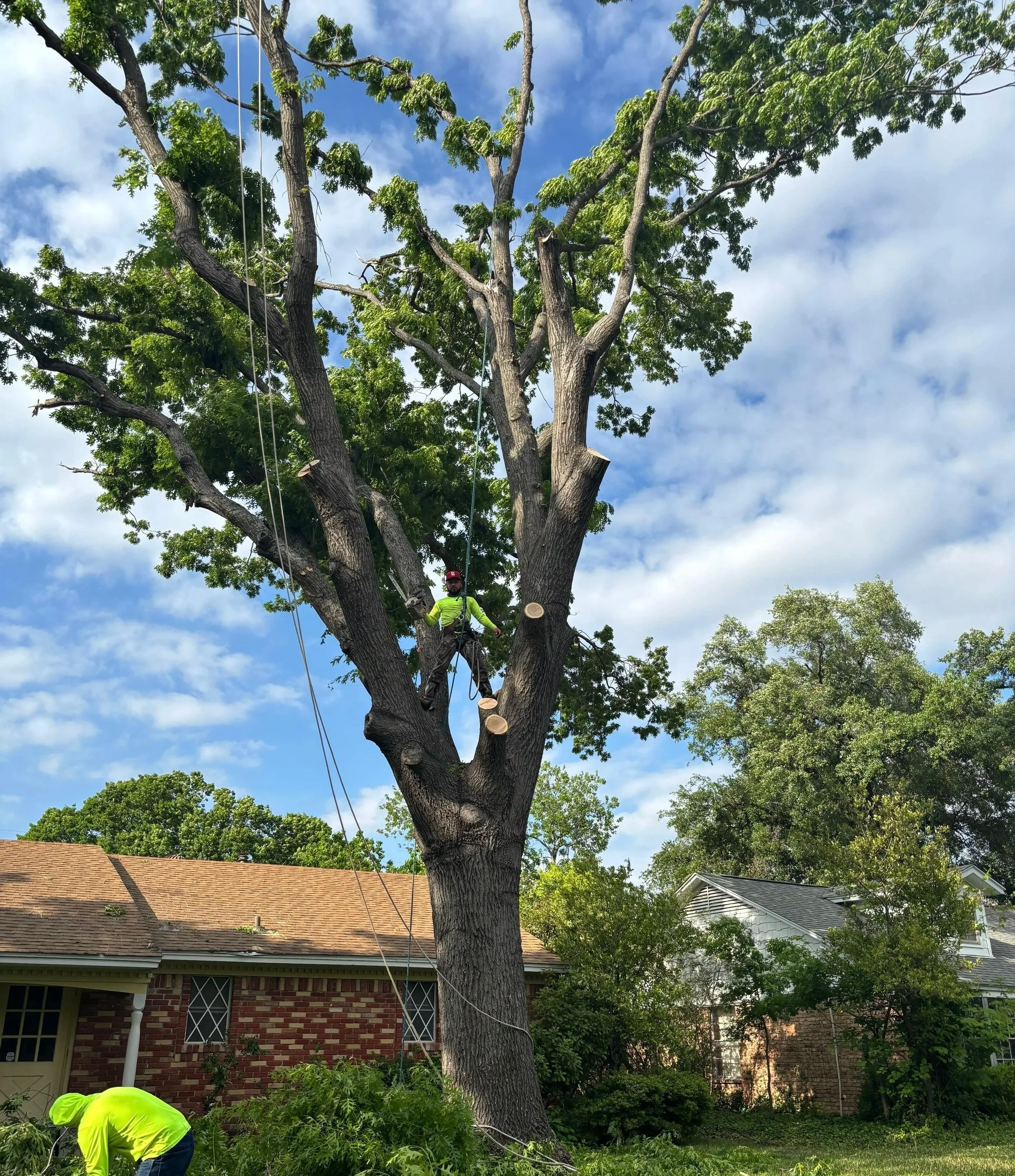 A man in a yellow shirt and dark pants is trimming a large tree with a chainsaw. The tree has thick branches and green leaves and is in a residential backyard with a house with a brick exterior and shingled roof in the background. The sky is partly cloudy with patches of blue visible.