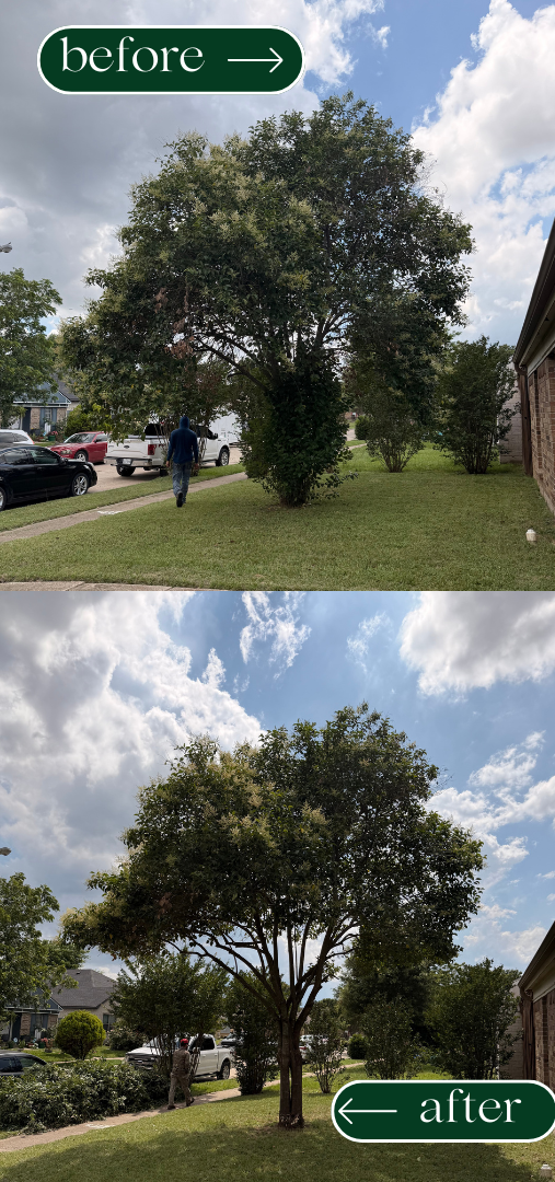 Professional tree trimming service improving tree health in Dallas, Texas.