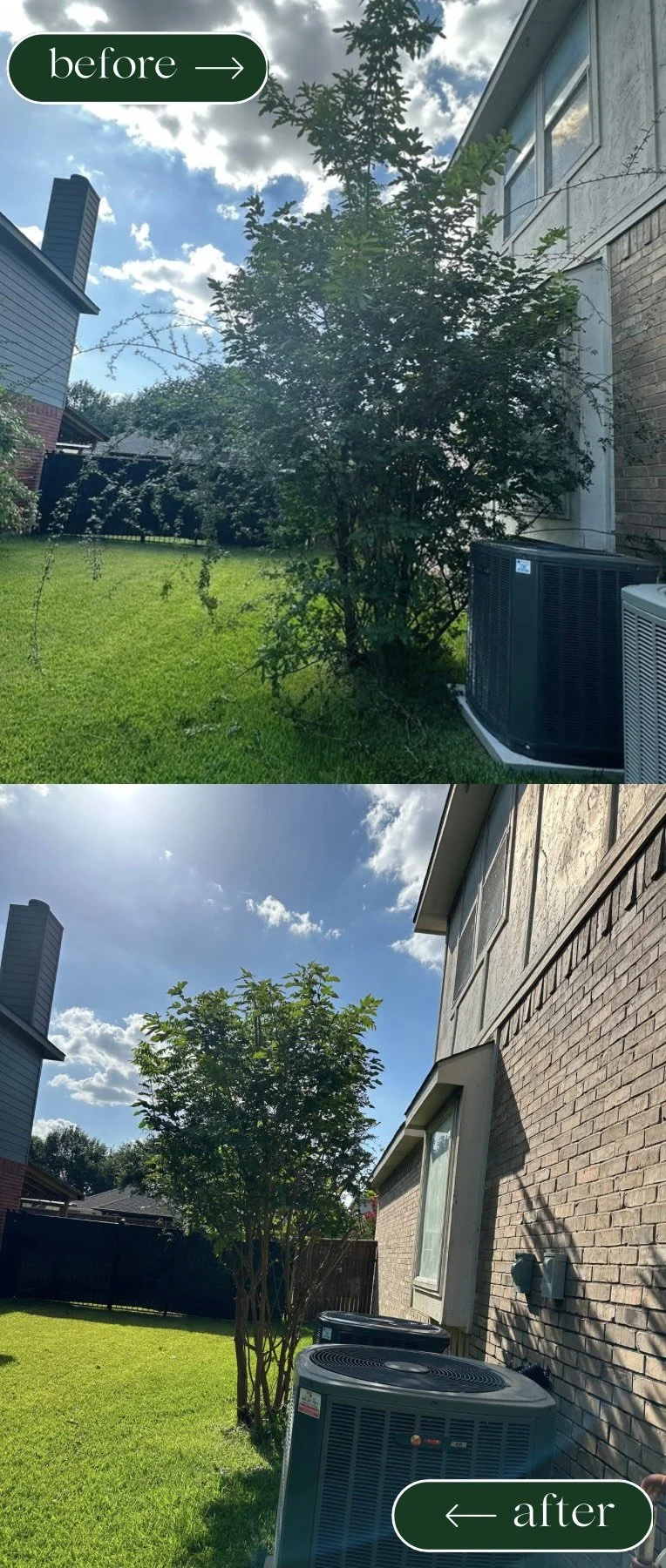 Crepe Myrtle Pruning