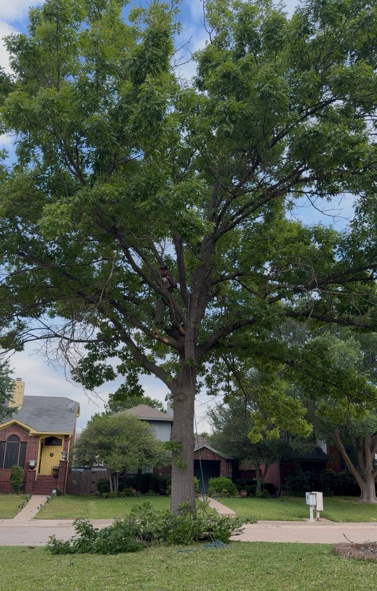 Tree Clean up project in the works  by Rodrigo Soto Tree Services in Dallas, Texas.