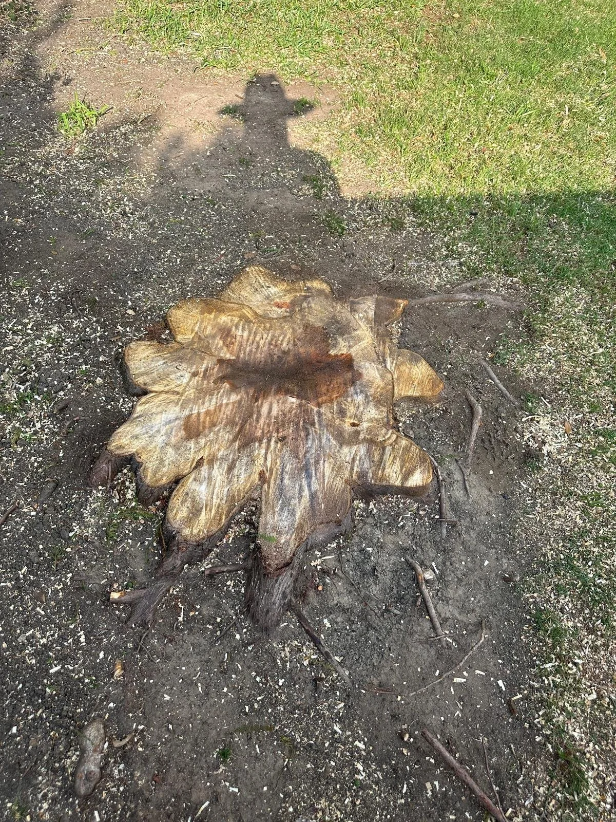 Tree removal project completed by Rodrigo Soto Tree Services in Dallas, Texas.