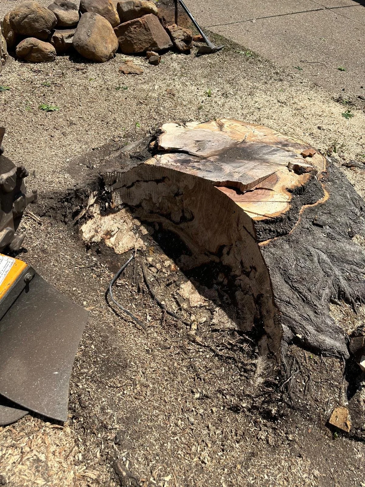 Professional stump grinding service removing a tree stump from a residential property in Dallas, Texas.