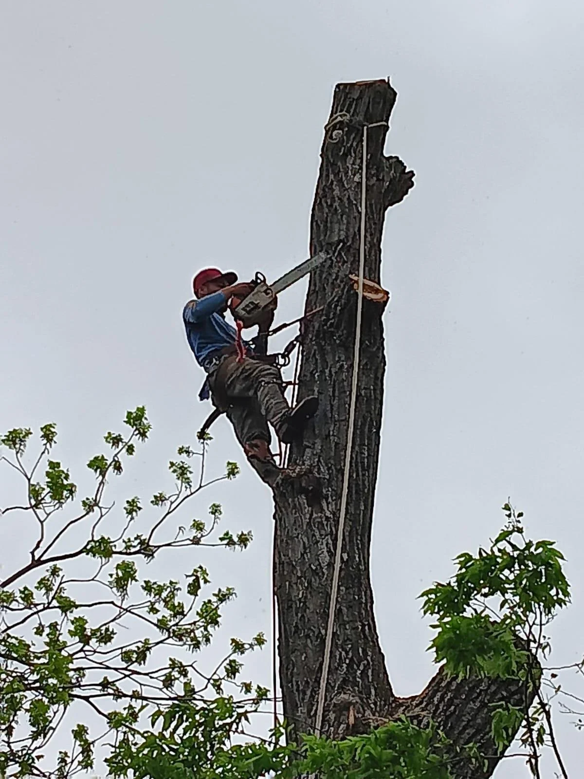 A man wearing a red helmet and climbing gear is using a chainsaw to cut down a tall tree with a rope for safety.