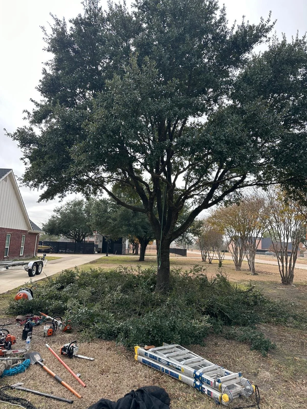 A large tree with trimmed branches stands in a yard, surrounded by pruning tools, a ladder, and debris, with a house, driveway, and cloudy sky in the background.