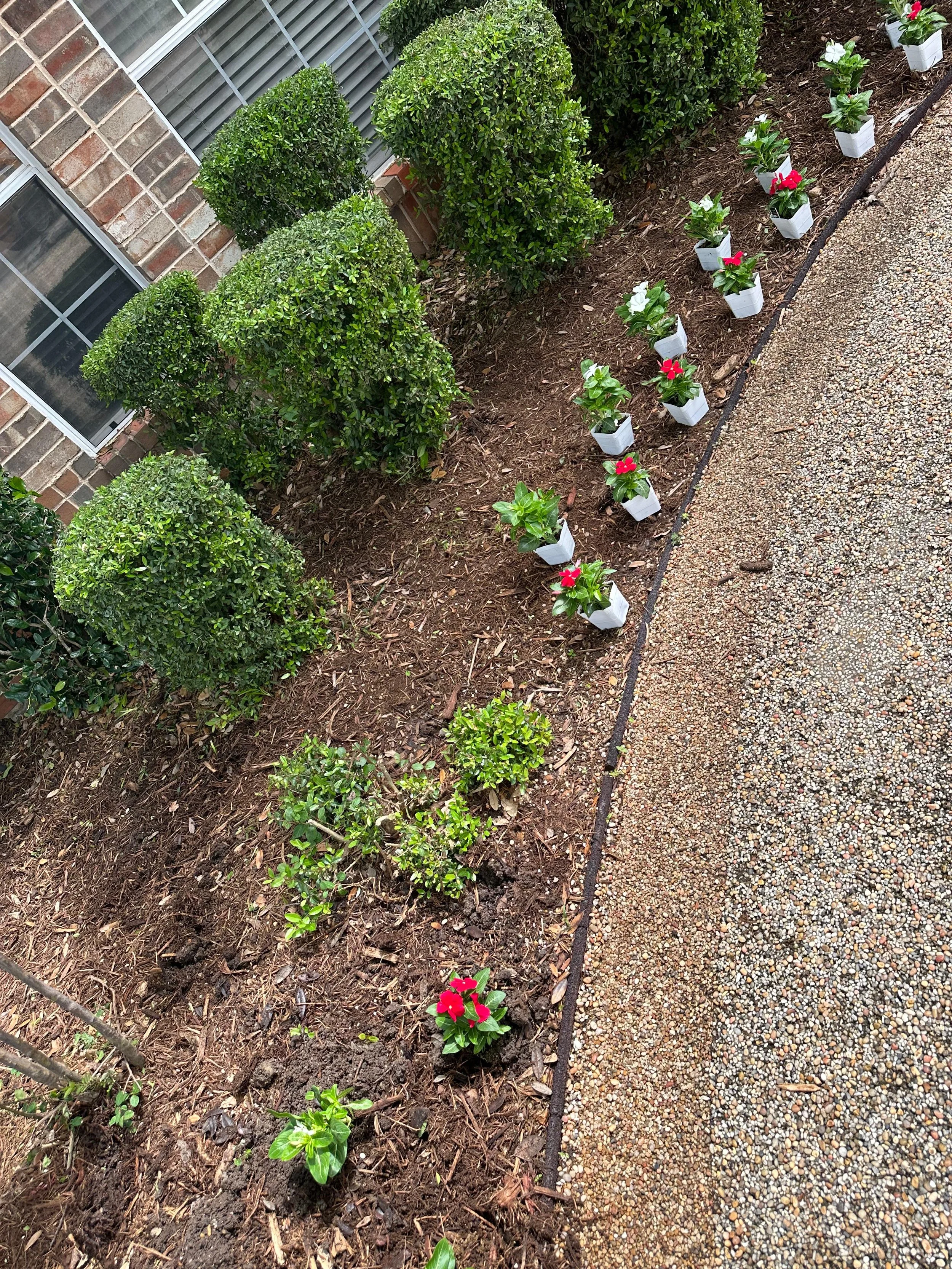 A landscaped garden bed with freshly planted bushes and flower pots along a gravel pathway, adjacent to a brick house with windows.