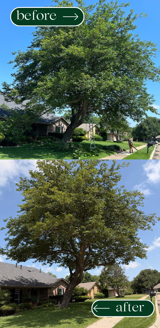 Professional branch cutting and tree maintenance service in Dallas, TX.