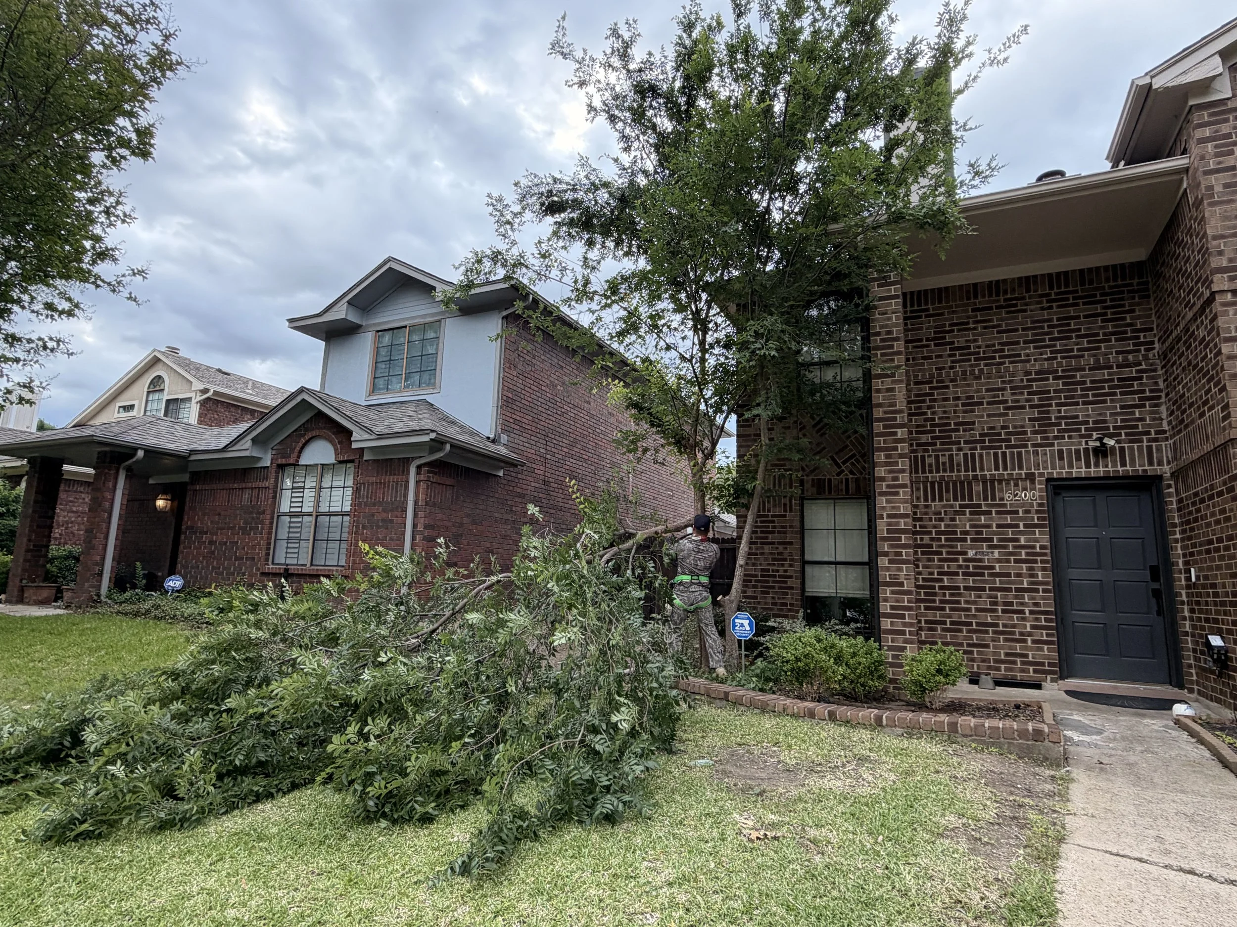 Tree removal completed at a residential property in Dallas, Texas.