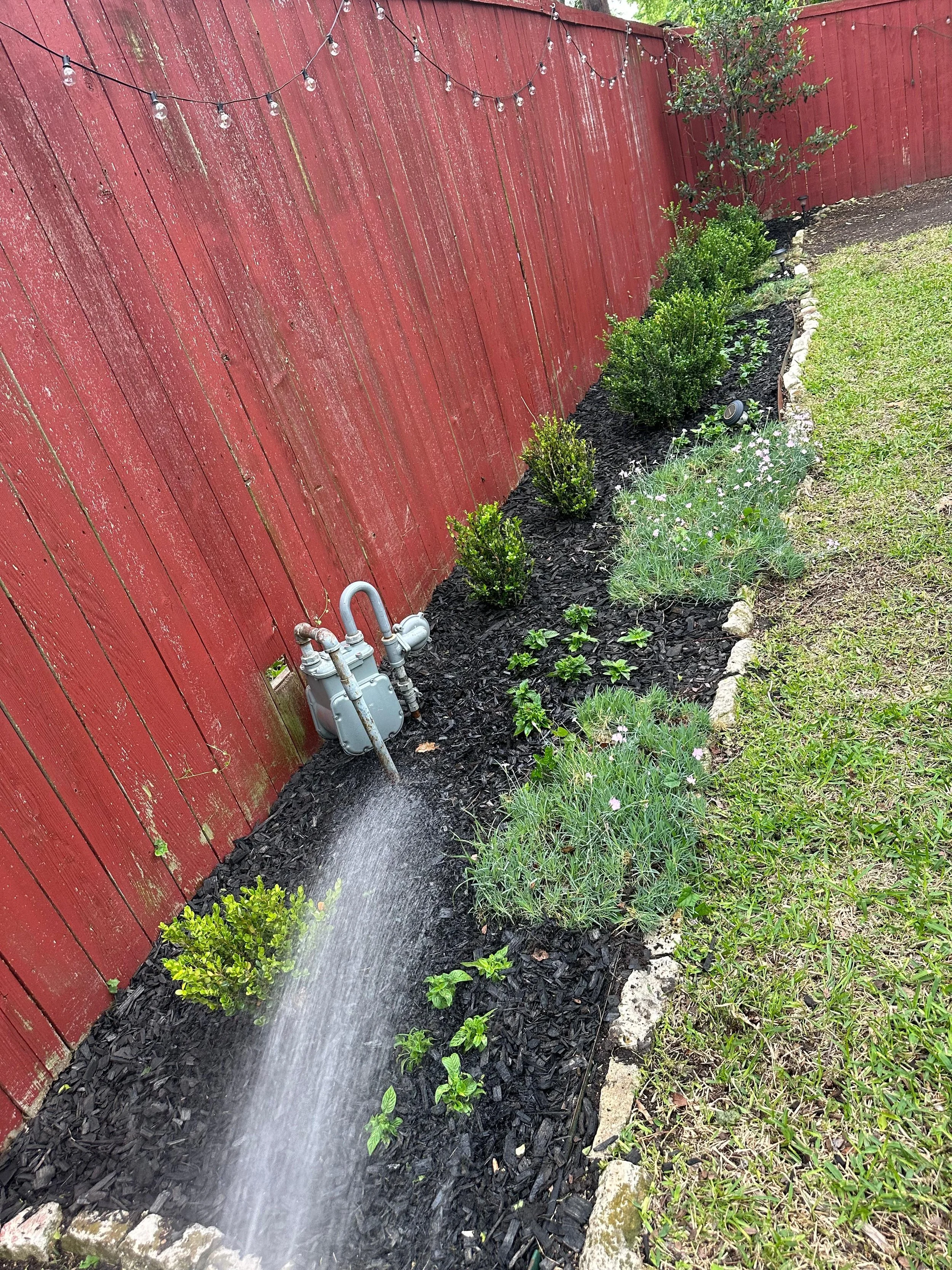 A garden bed with small green plants and bushes along a red wood fence, with a sprinkler watering the plants and string lights hanging above.